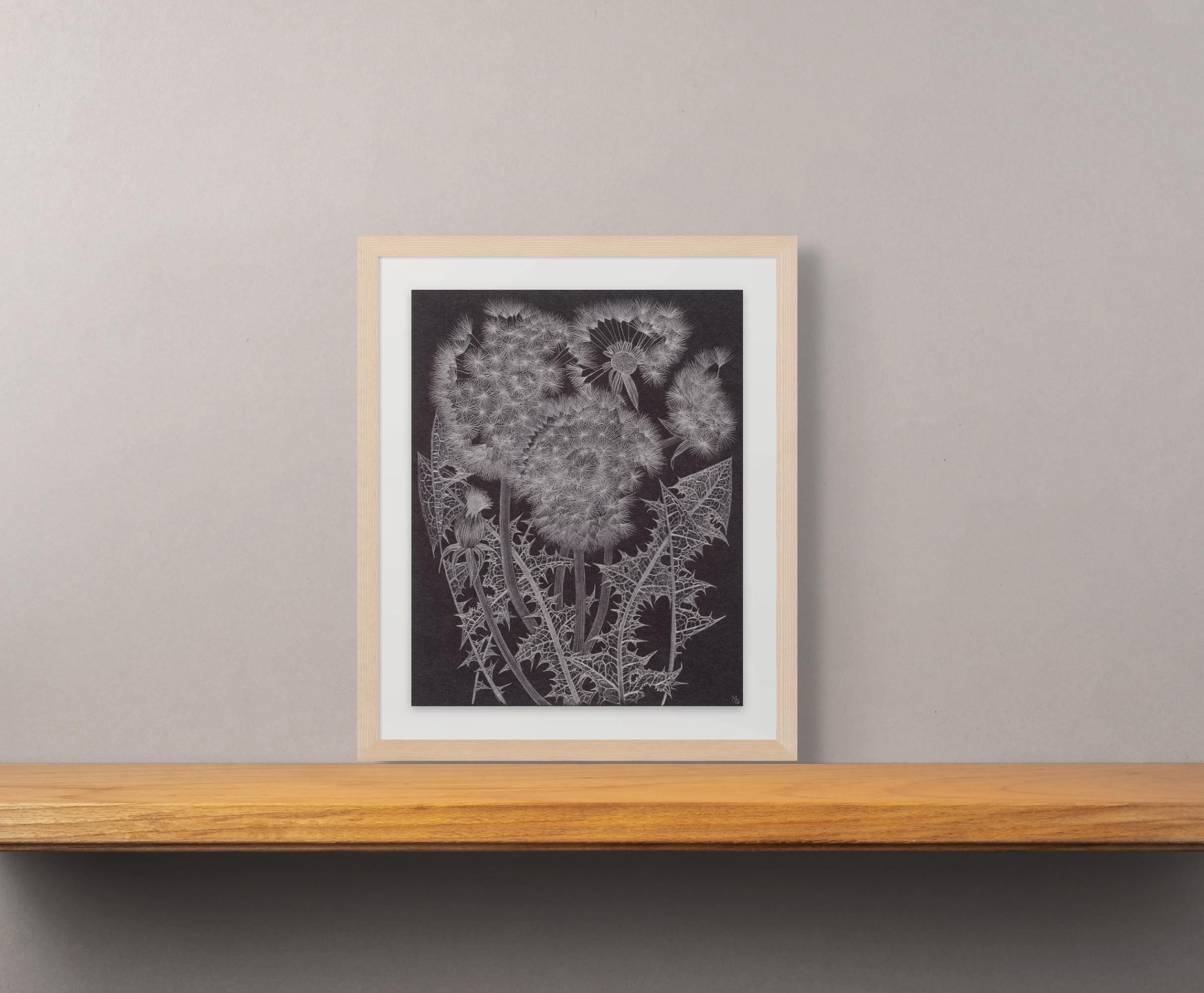 Gruppo Dandelion, opera d'arte botanica in grafite su carta nera - Art di Margot Glass