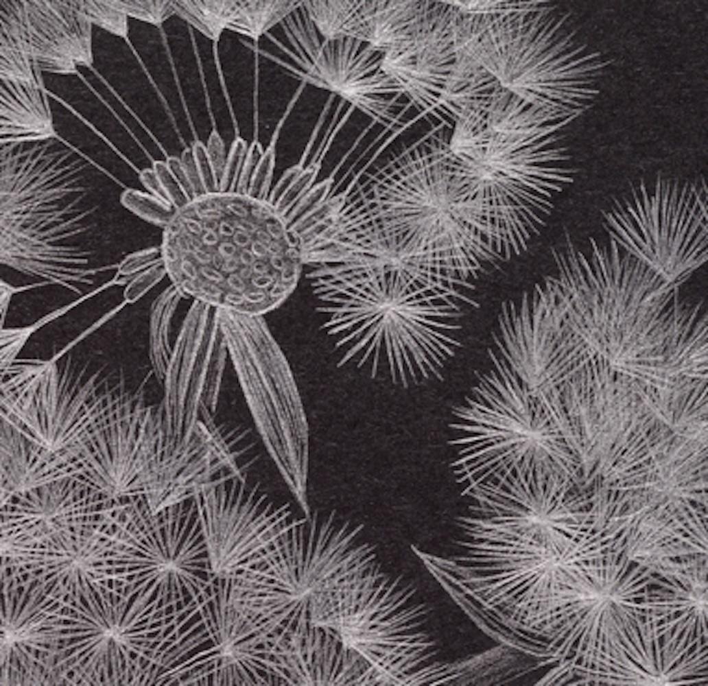 Gruppo Dandelion, opera d'arte botanica in grafite su carta nera - Art Contemporaneo di Margot Glass