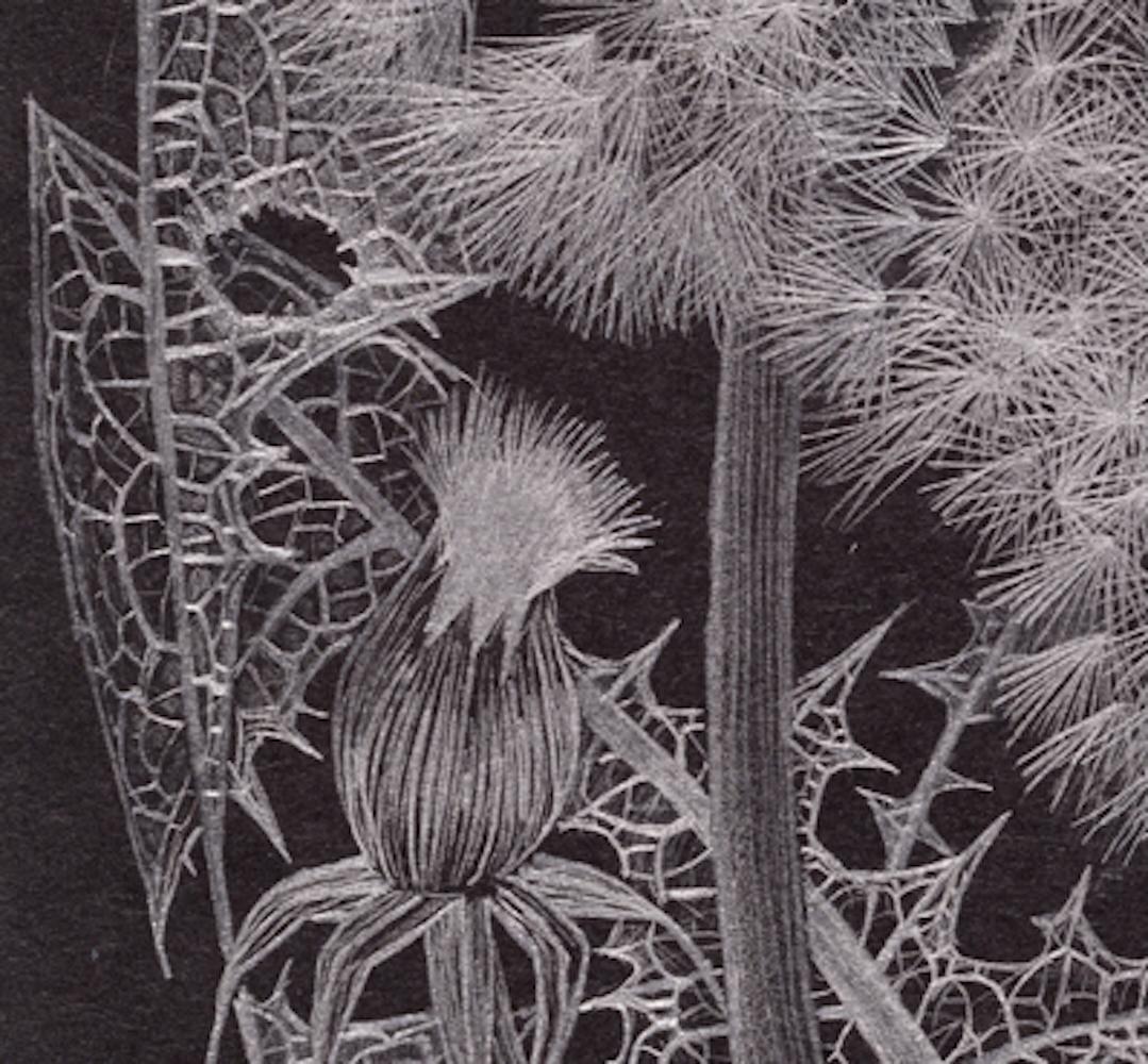Gruppo Dandelion, opera d'arte botanica in grafite su carta nera - Landscape Art Nero di Margot Glass