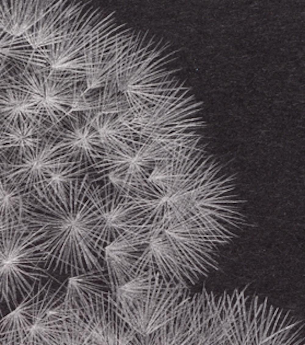 Löwenzahnsamen-Köpfe, feines botanisches Graphit-Kunstwerk auf schwarzem Papier (Amerikanischer Realismus), Art, von Margot Glass