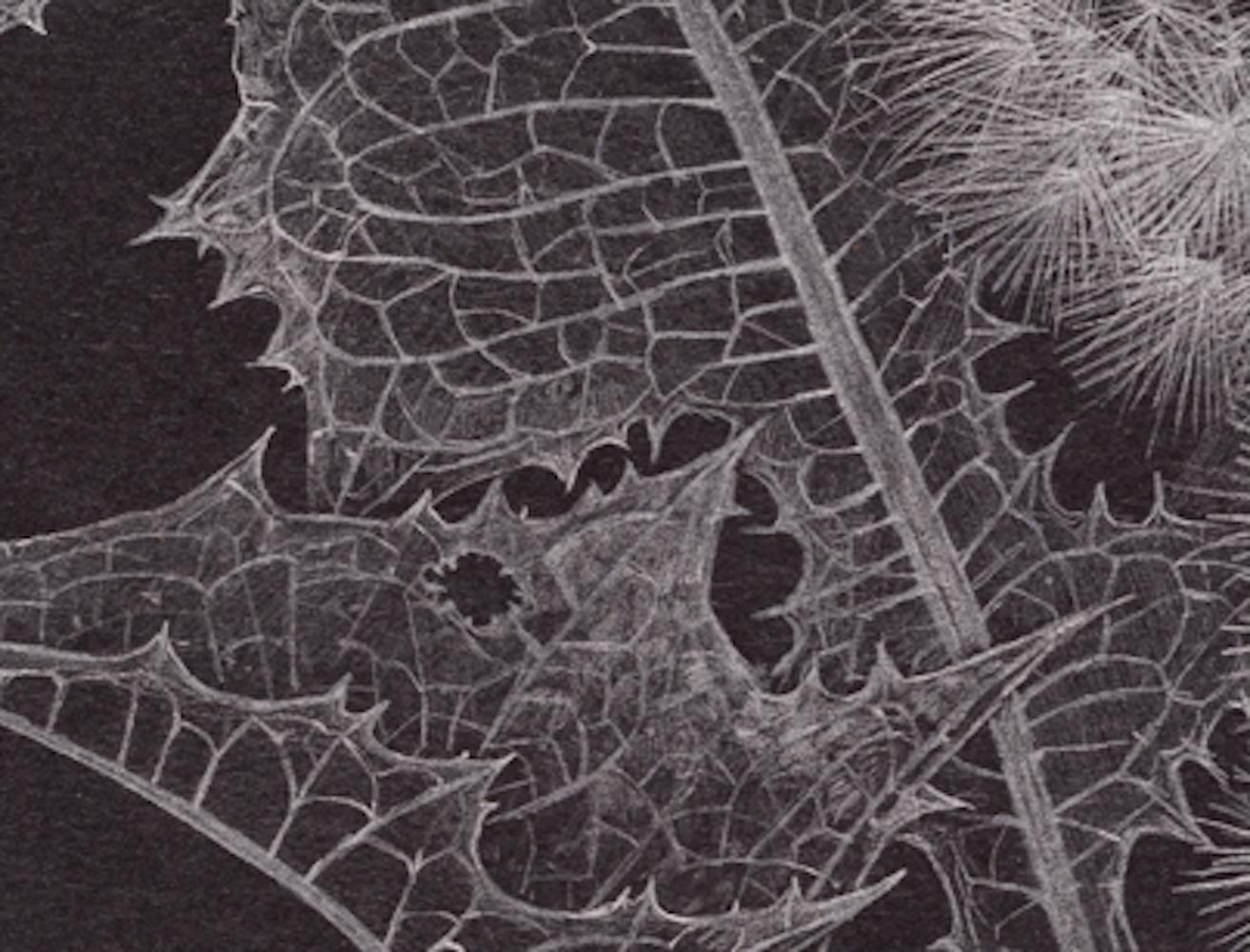 Löwenzahnsamen-Köpfe, feines botanisches Graphit-Kunstwerk auf schwarzem Papier (Schwarz), Landscape Art, von Margot Glass