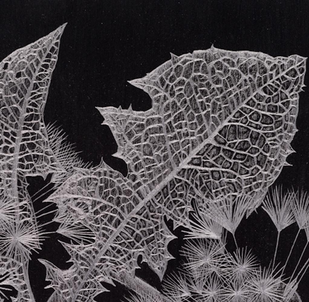 Pareja de Dientes de León, Obra de Arte Botánico en Grafito Fino sobre Papel Negro en venta 2