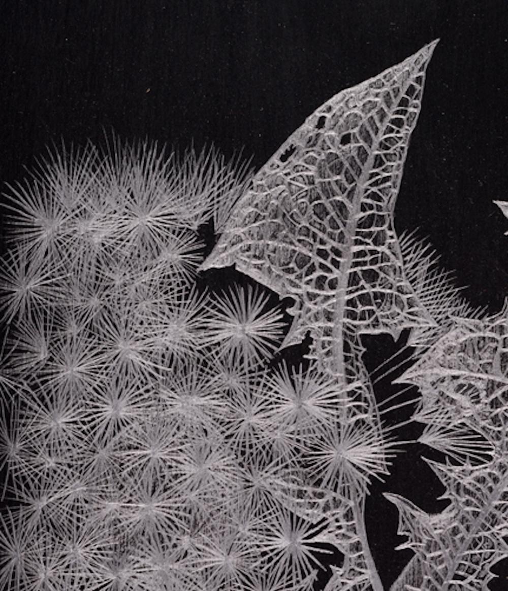 Pareja de Dientes de León, Obra de Arte Botánico en Grafito Fino sobre Papel Negro en venta 1