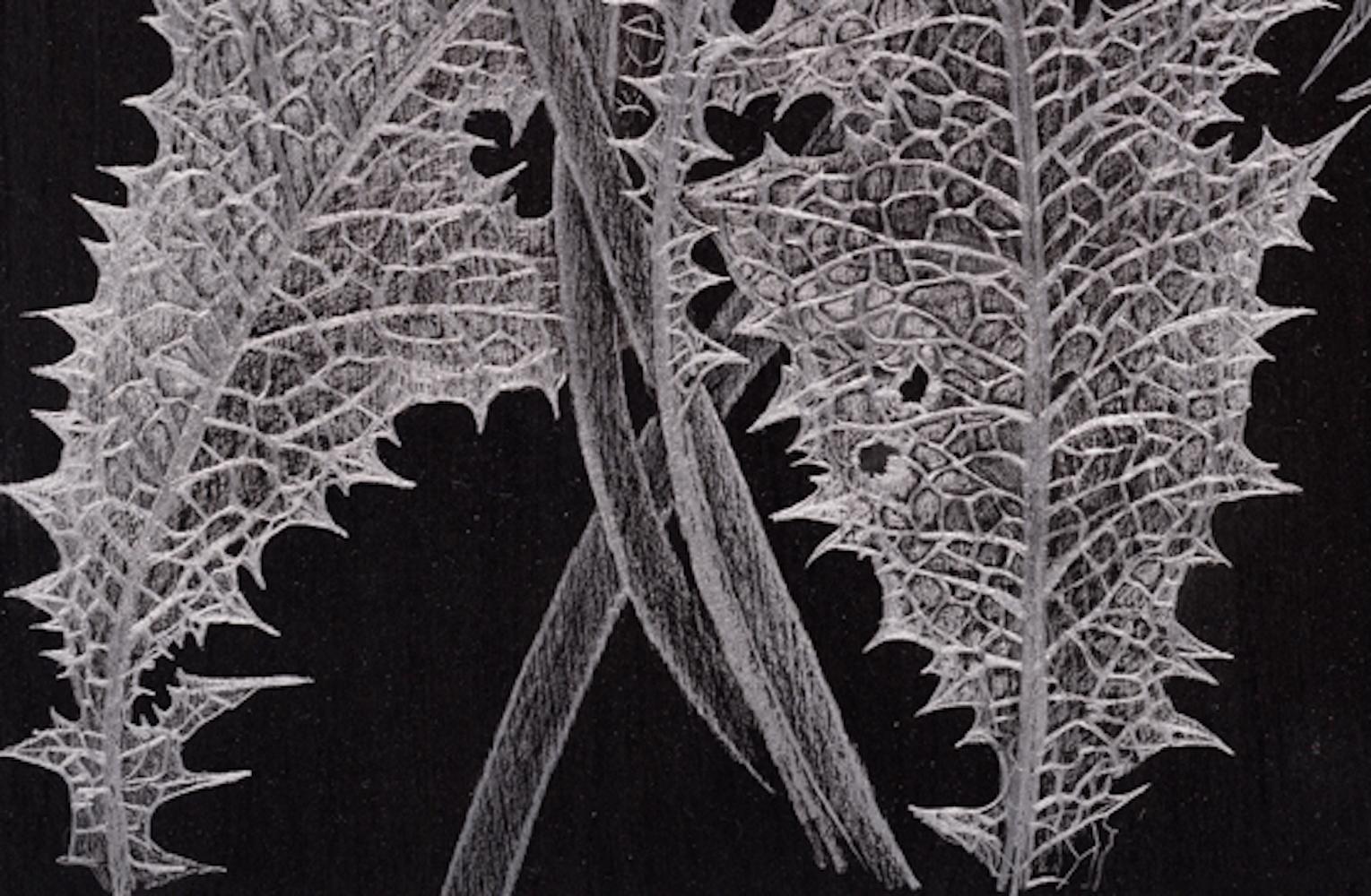 Pareja de Dientes de León, Obra de Arte Botánico en Grafito Fino sobre Papel Negro en venta 4