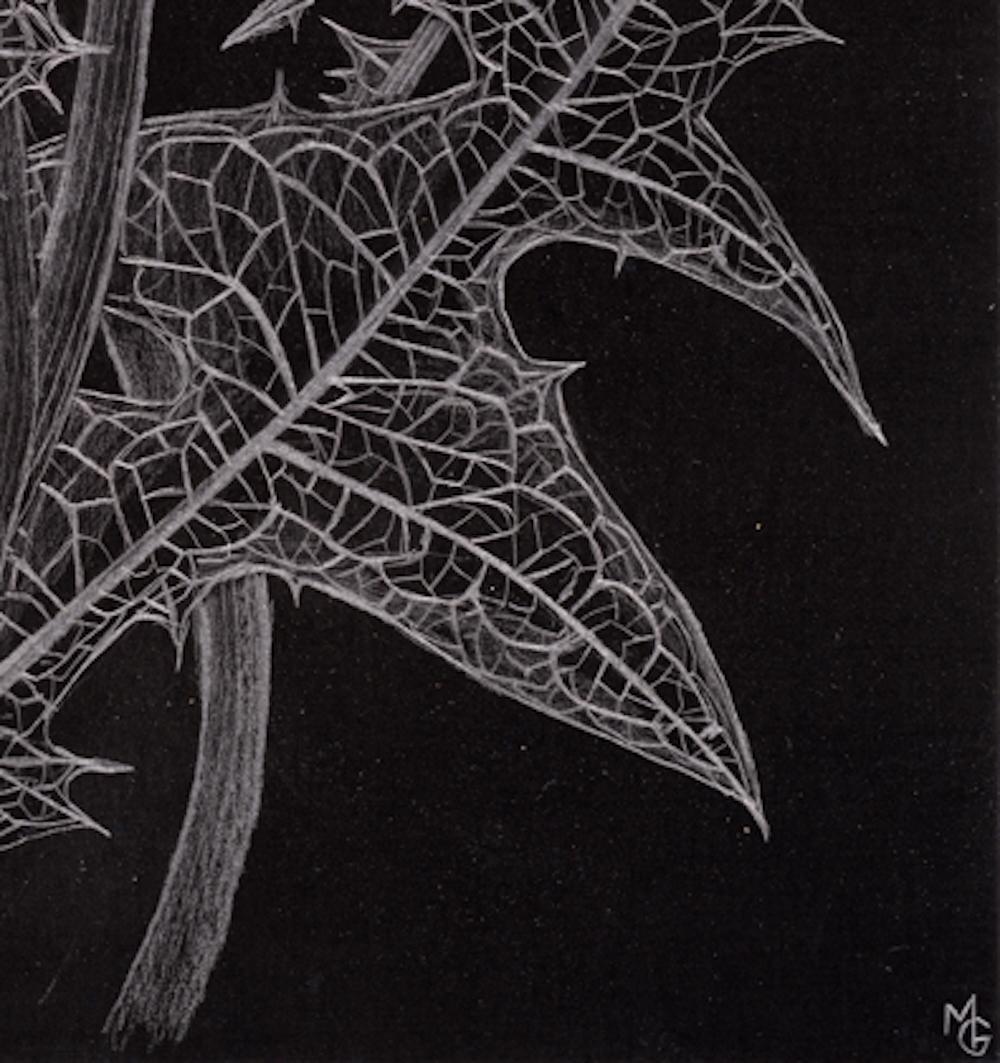 Cuatro dientes de león, Obra de arte botánico en grafito fino sobre papel negro en venta 1