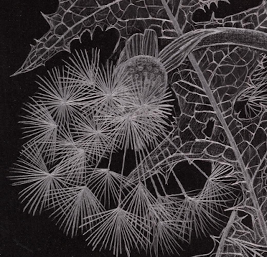 Cuatro dientes de león, Obra de arte botánico en grafito fino sobre papel negro - Still-Life Negro de Margot Glass