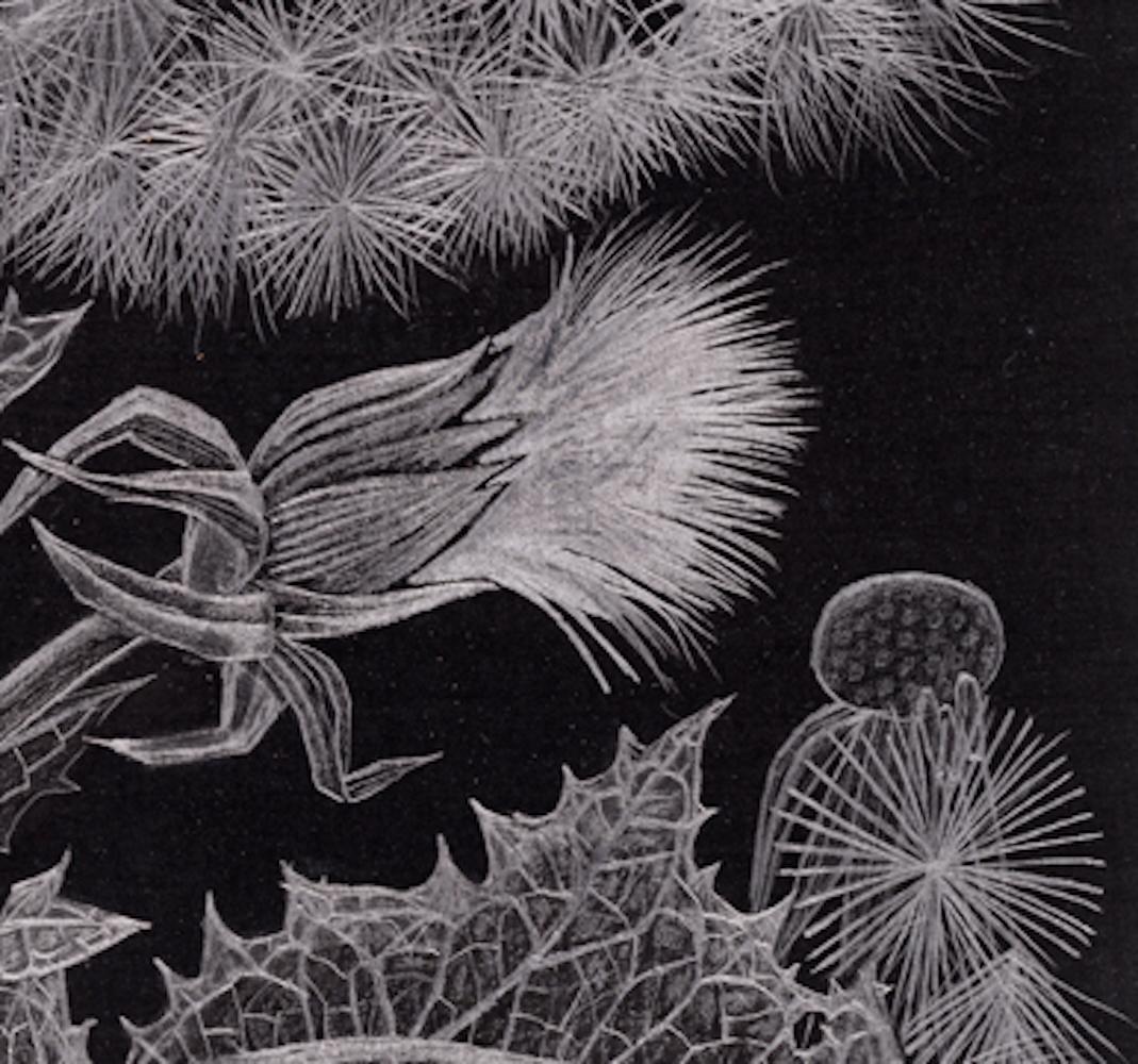Pissenlit, graphite fin, œuvre d'art botanique sur papier noir - Contemporain Art par Margot Glass