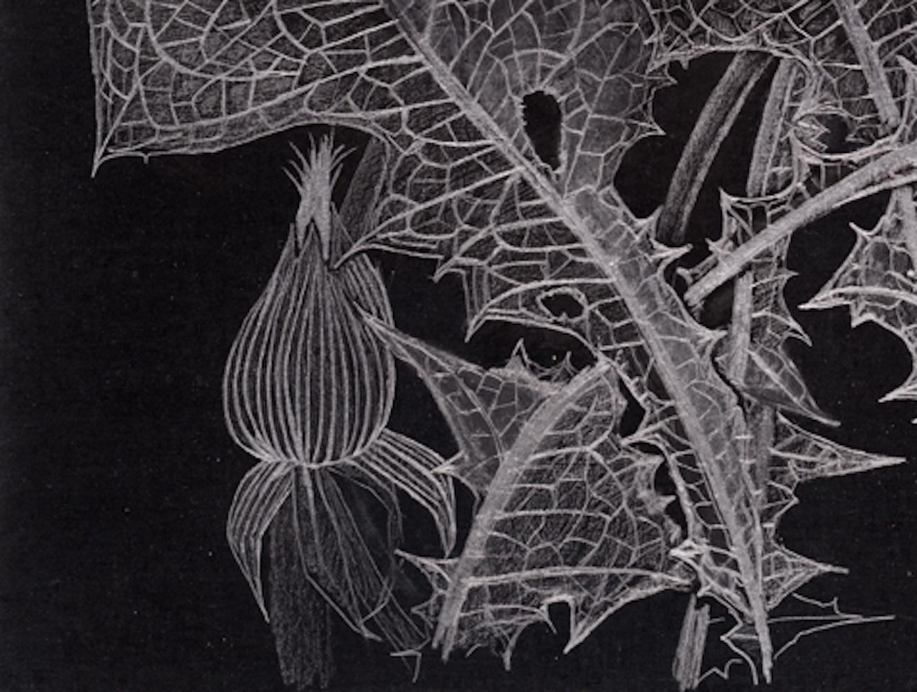 Ces élégants dessins de pissenlits au graphite démentent la rigueur de leur démarche. Une fois que la surface du papier est préparée, Glass utilise un stylet pour délimiter soigneusement la qualité de dentelle des graines gonflées et des épines