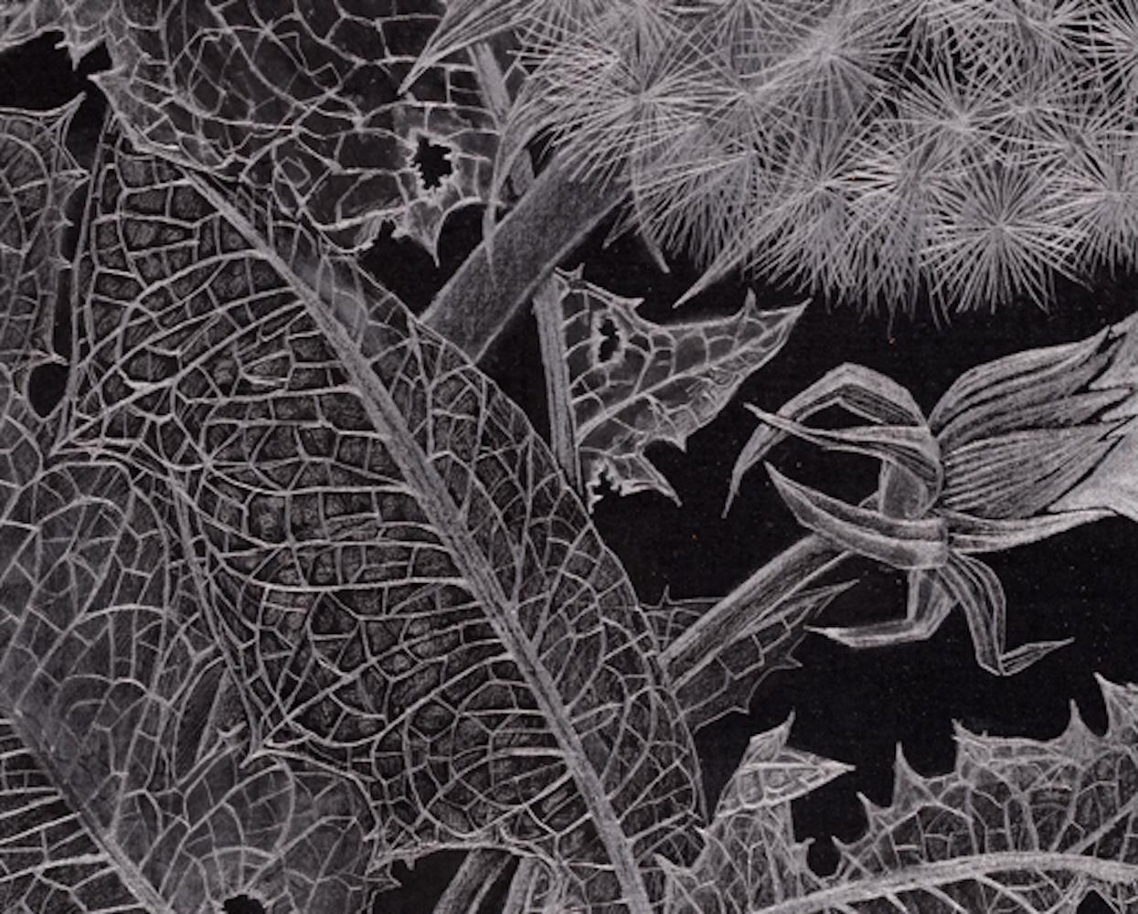 Pissenlit, graphite fin, œuvre d'art botanique sur papier noir en vente 1