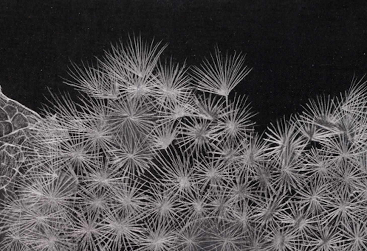 Pissenlit, graphite fin, œuvre d'art botanique sur papier noir - Noir Landscape Art par Margot Glass