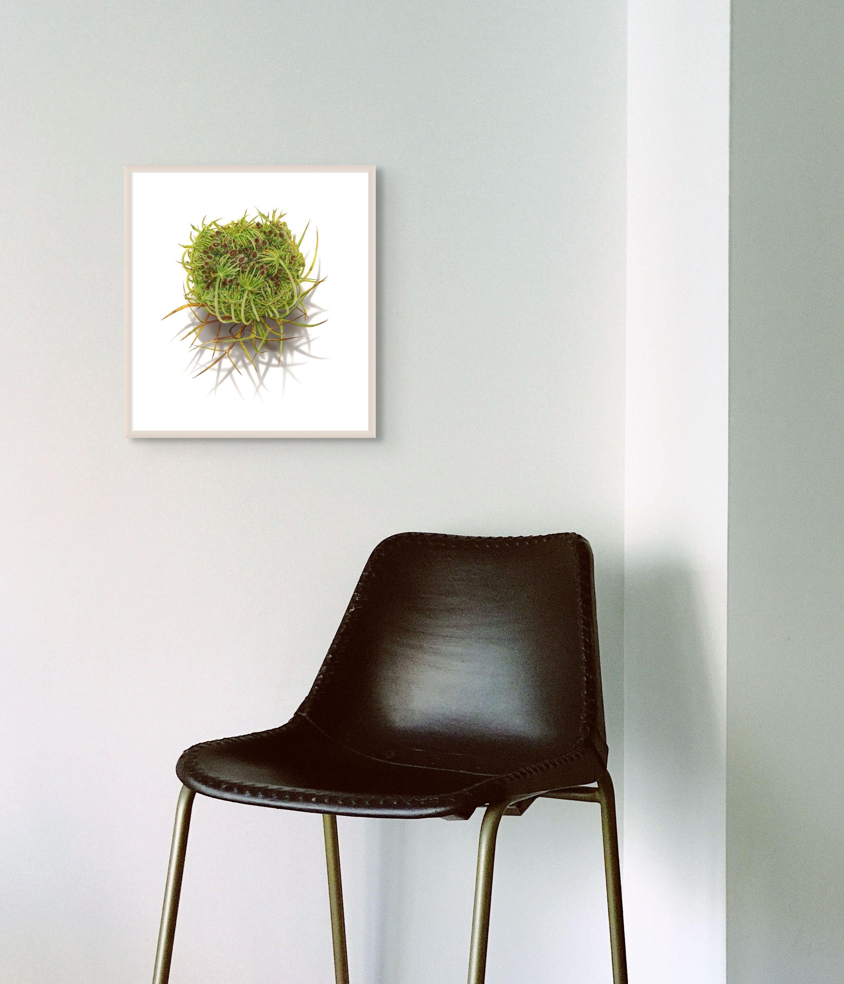 Queen Anne's Lace,  botanical colored pencil drawing 21 x 19 in. framed - American Realist Art by David Morrison