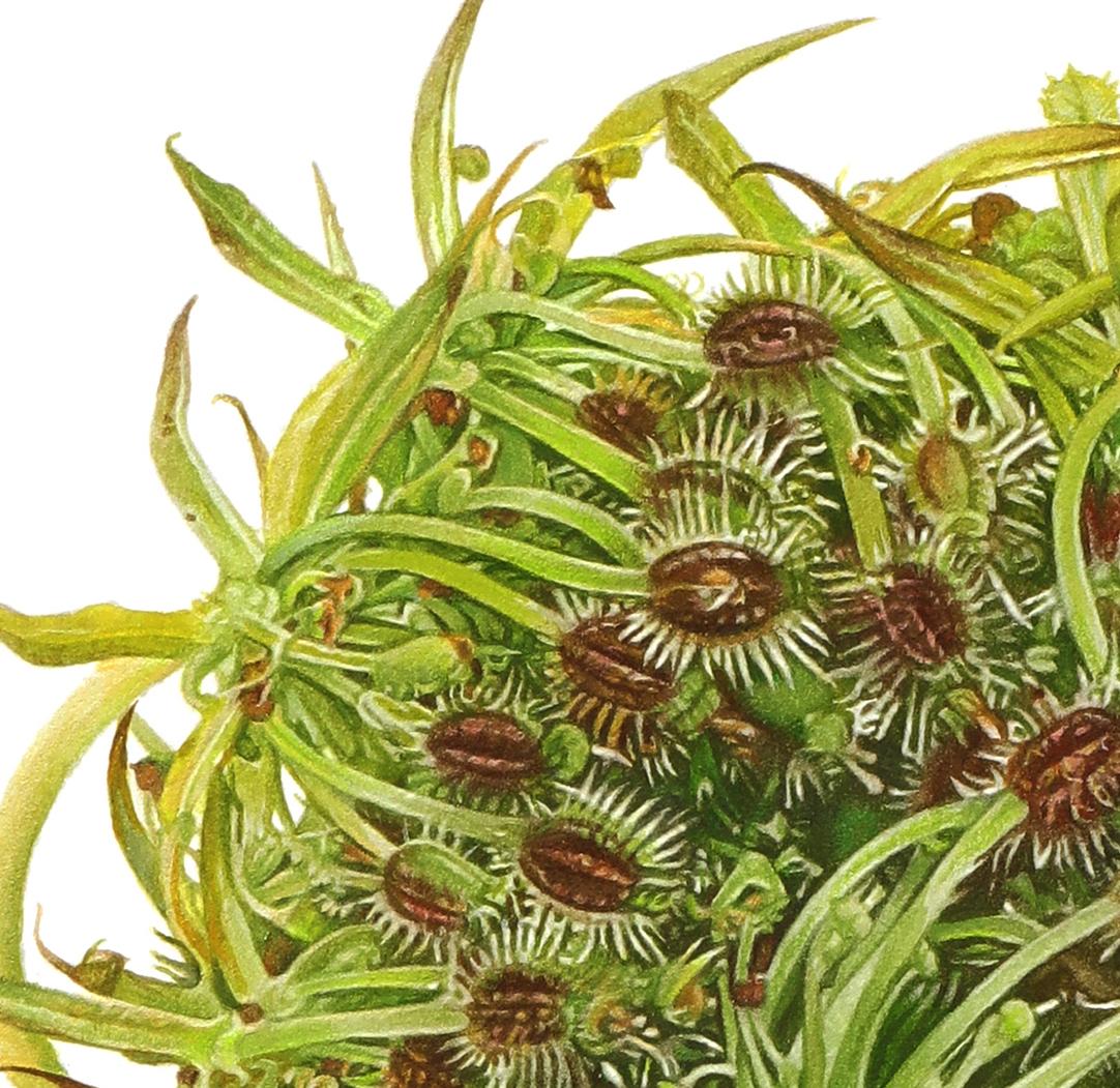 With mind-boggling precision, Morrison captures flowers and plant life in transition—rendering details so fine they surpass what the human eye could ever see. Set against pure white, each bloom becomes iconic, its delicate shadow casting a trompe