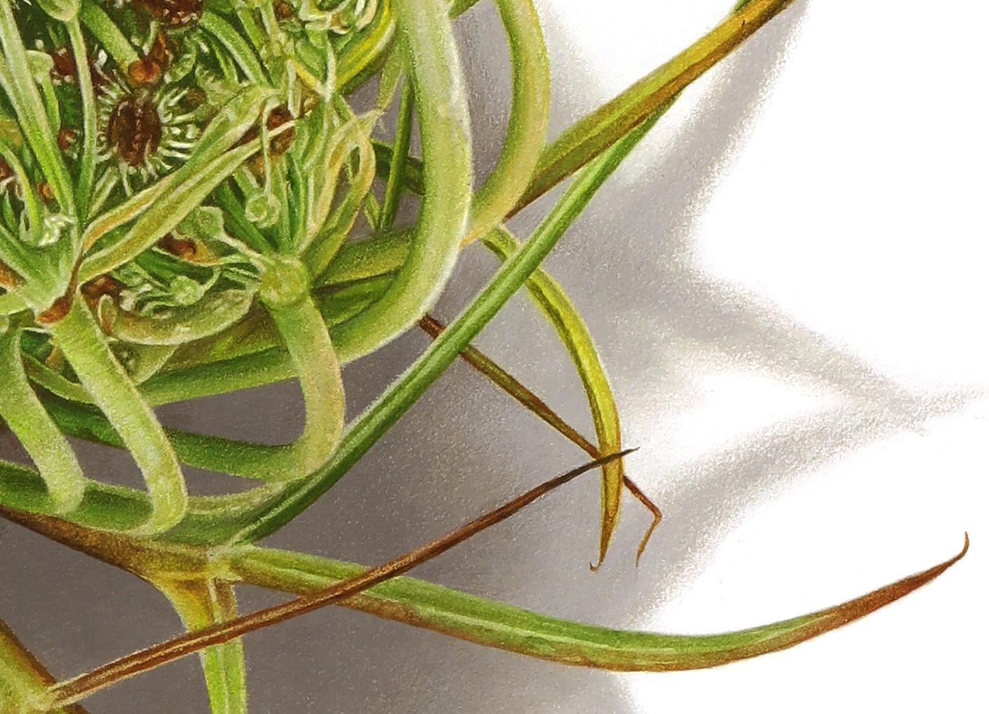 Queen Anne's Lace,  botanical colored pencil drawing 21 x 19 in. framed For Sale 2