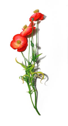 Amapola Roja 1, Dibujo Botánico Flor de Amapola sobre Blanco, Arte Floral Contemporáneo