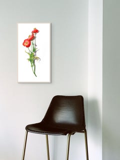 Amapola Roja 1, Dibujo Botánico Flor de Amapola sobre Blanco, Arte Floral Contemporáneo