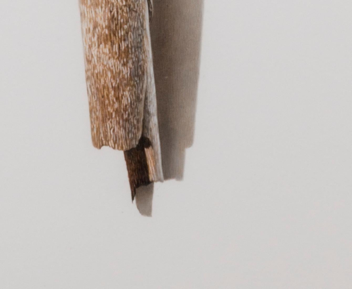 Sycamore Series 6, fotorealistische Farbstiftzeichnung eines Astes, 2003 (Braun), Still-Life, von David Morrison