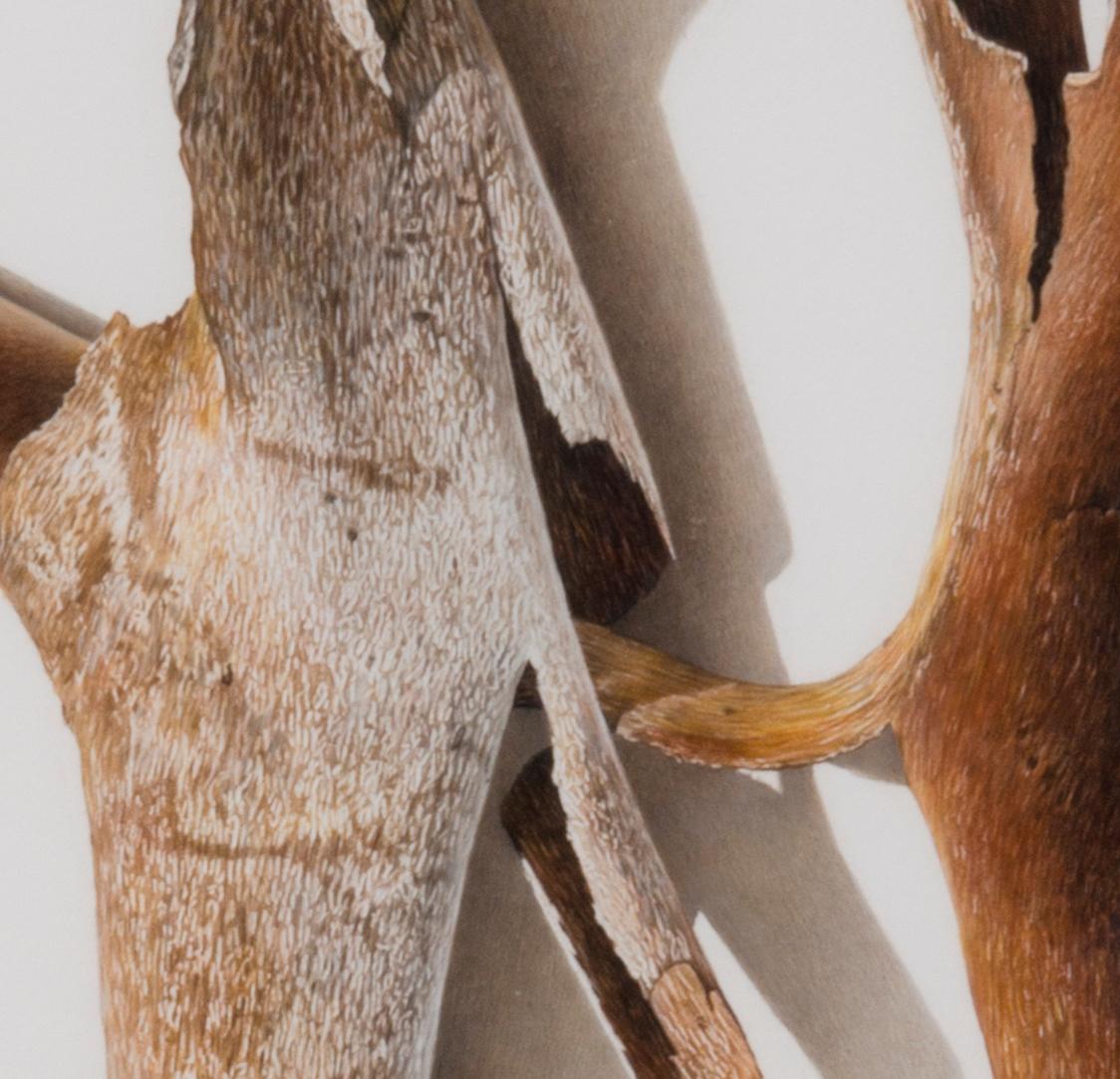Sycamore Series 6, fotorealistische Farbstiftzeichnung eines Astes, 2003 (Fotorealismus), Art, von David Morrison