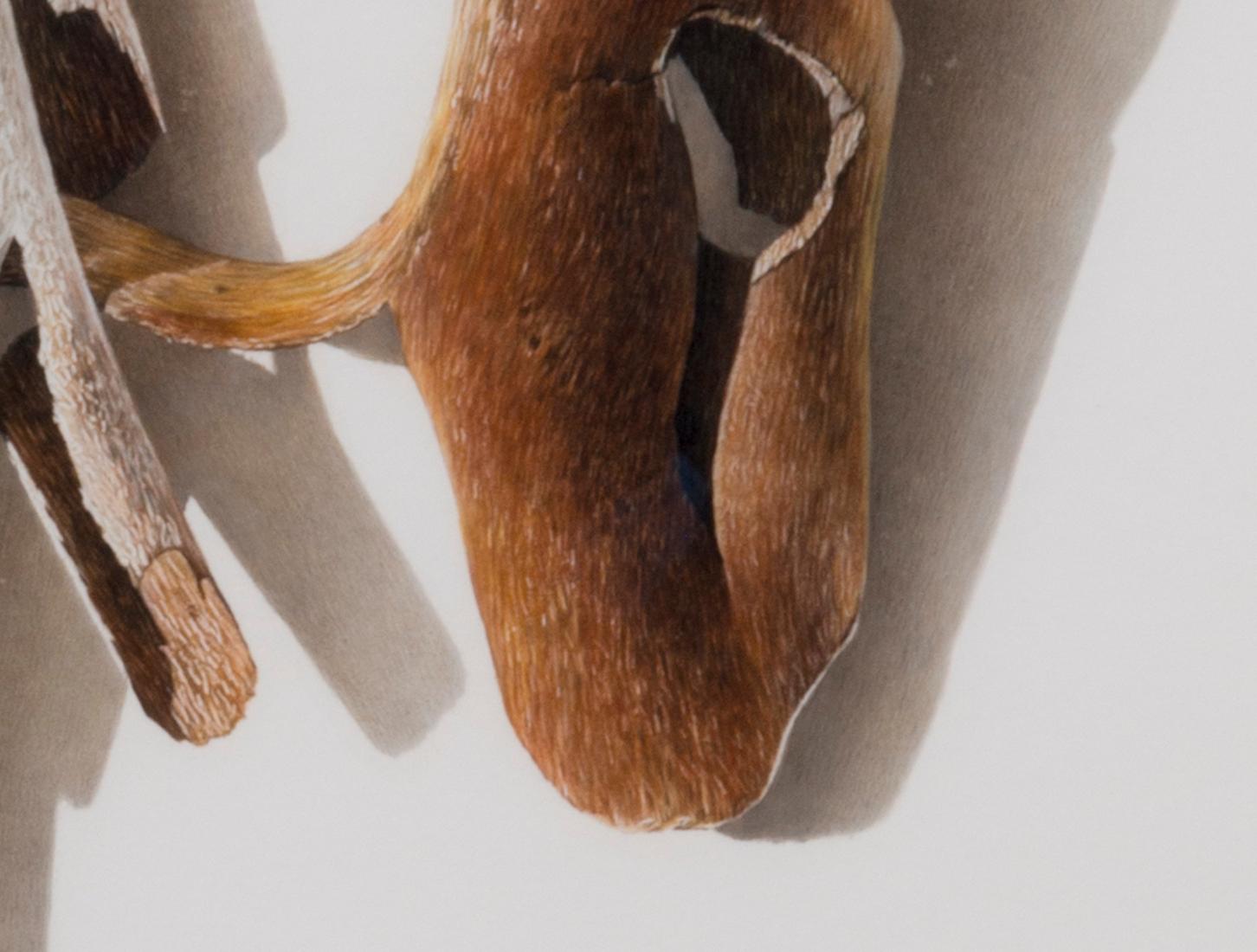 Sycamore Series 6, fotorealistische Farbstiftzeichnung eines Astes, 2003 im Angebot 1
