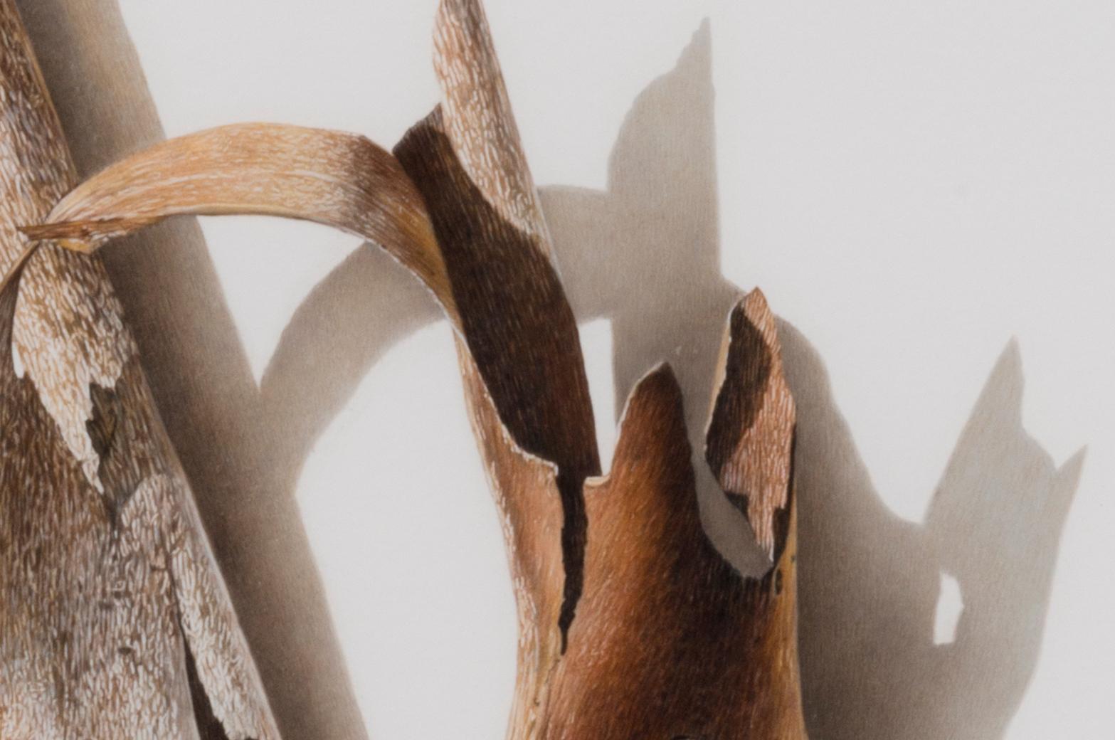 Sycamore Series 6, fotorealistische Farbstiftzeichnung eines Astes, 2003 im Angebot 2