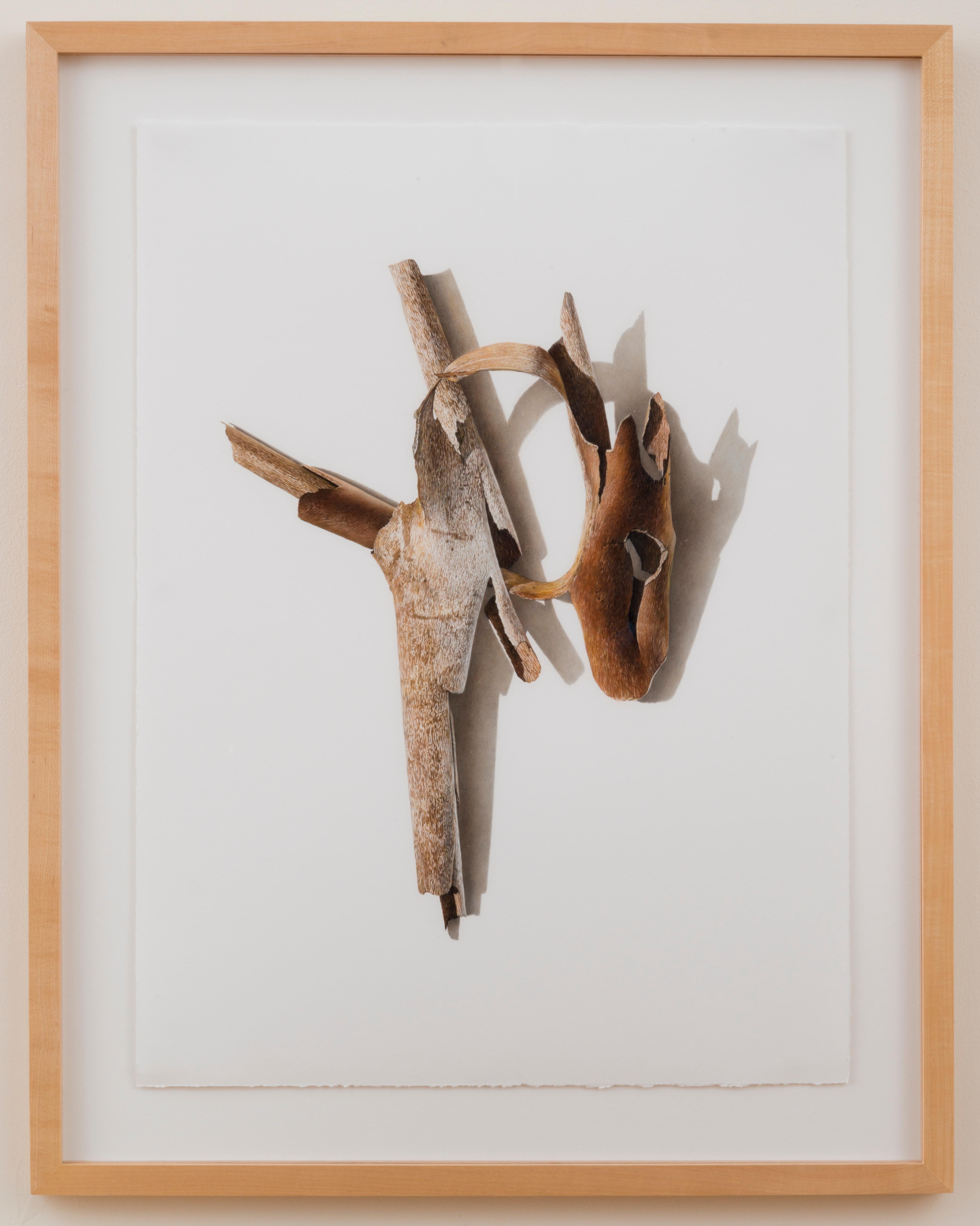 Sycamore Series 6, fotorealistische Farbstiftzeichnung eines Astes, 2003 – Art von David Morrison