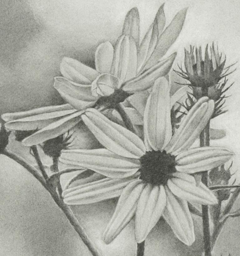 Wildblume, Central Park, fotorealistische Graphitzeichnung, 2011 (Fotorealismus), Art, von Mary Reilly