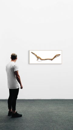 David Morrison, Stick Series No. 13, Photorealist colored pencil drawing, 2015