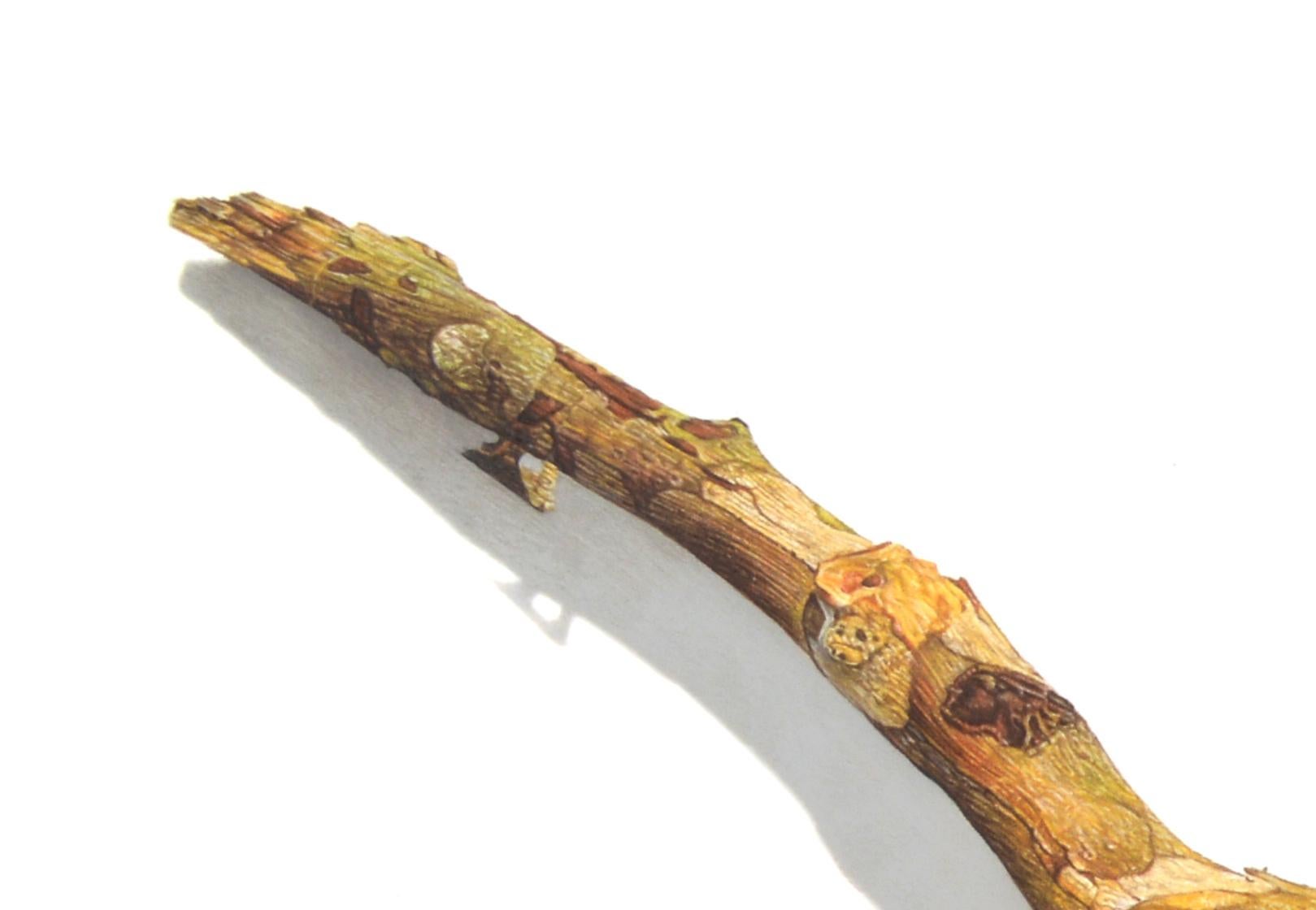 David Morrison, Stick Series No. 13, Fotorealistische farbige Bleistiftzeichnung, 2015 im Angebot 7