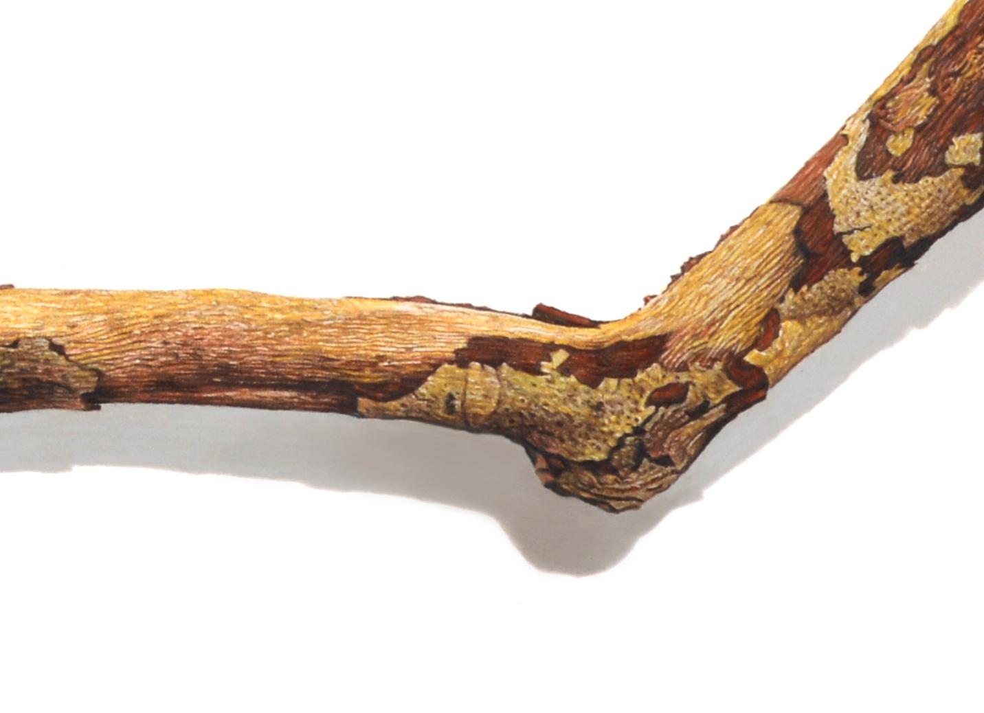 David Morrison, Stick Series No. 13, Fotorealistische farbige Bleistiftzeichnung, 2015 im Angebot 4
