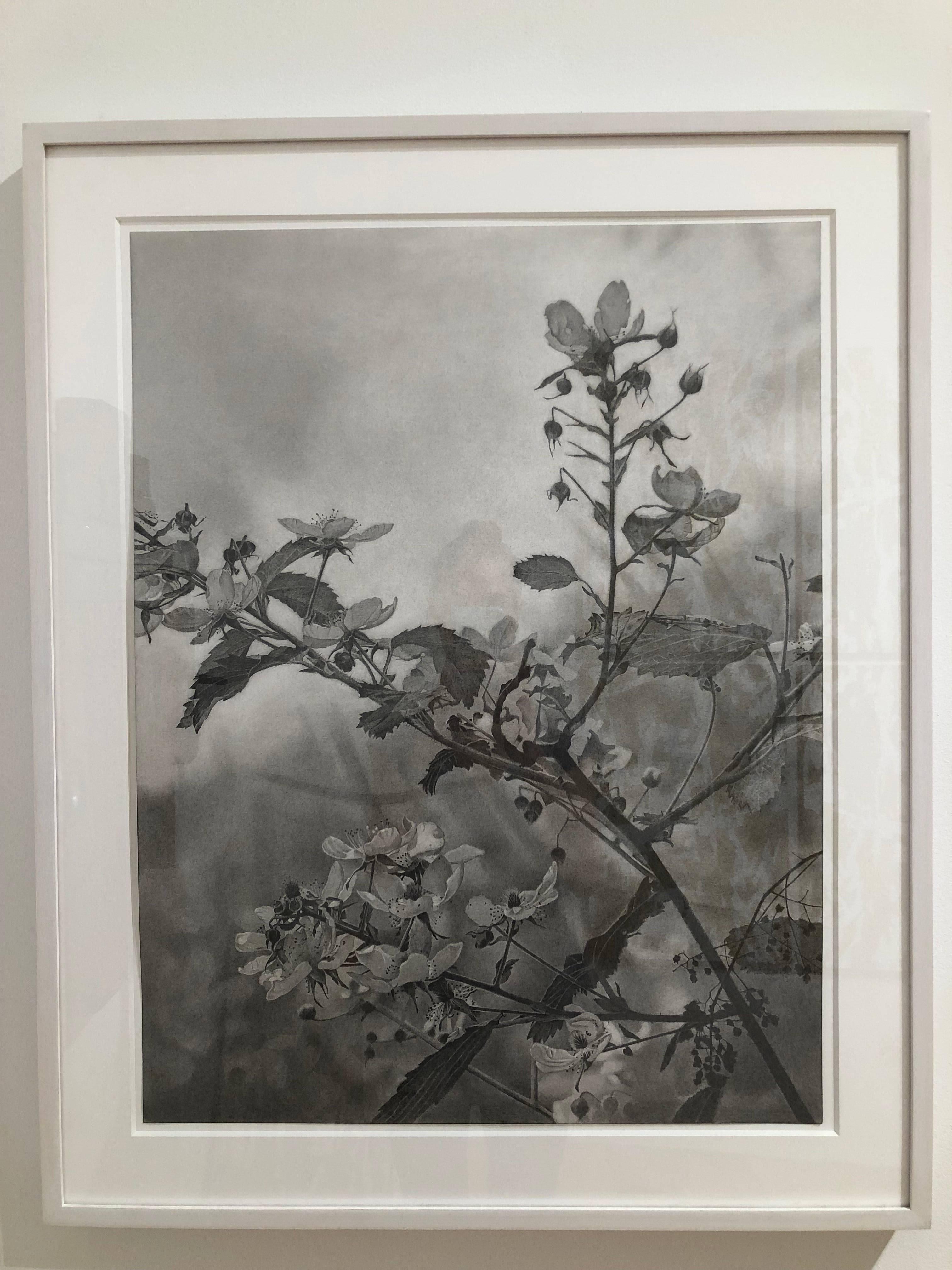Flowering Hillside, grayscale photorealist graphite landscape drawing, 2018 - Art by Mary Reilly