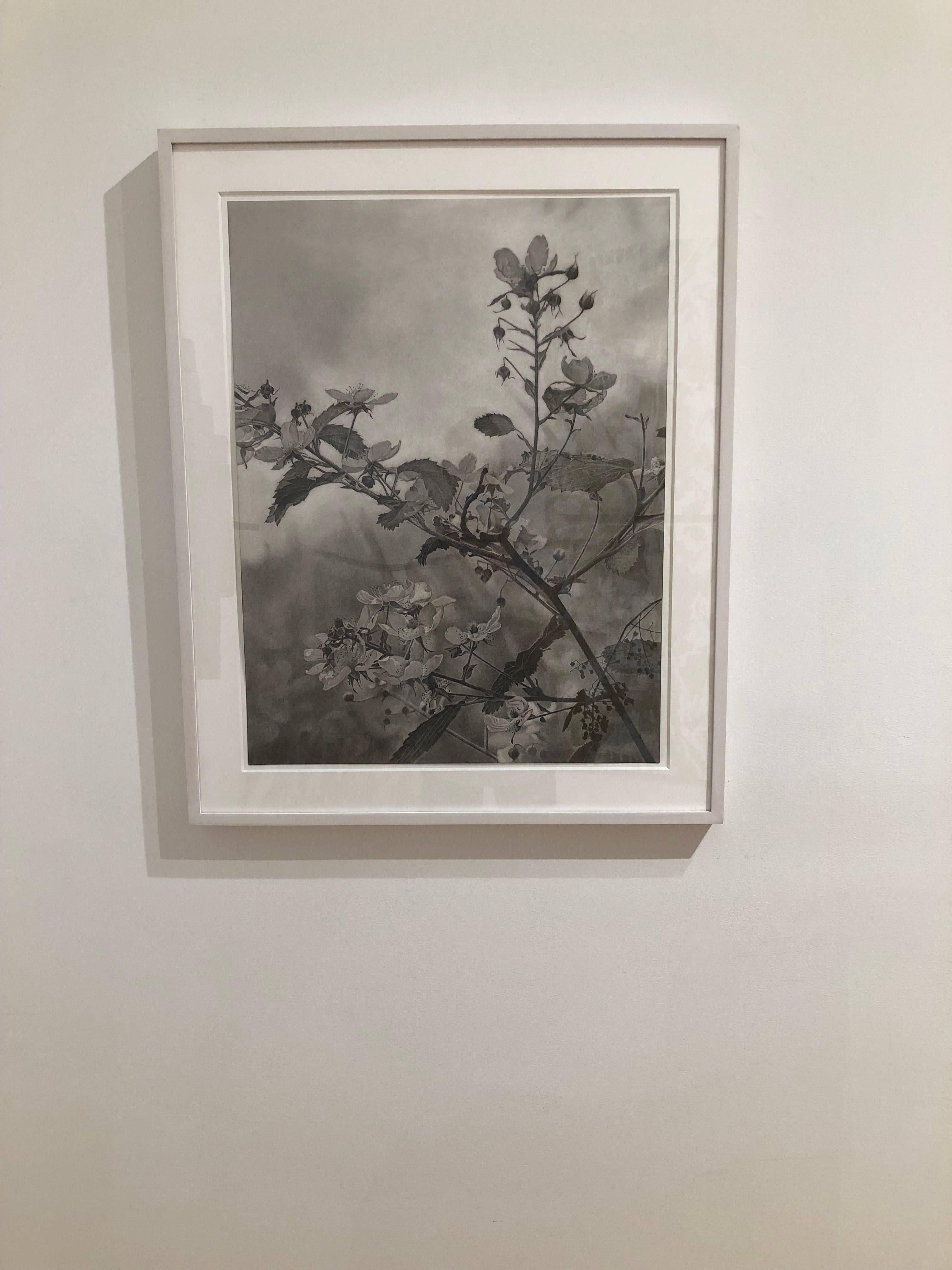 Flowering Hillside, graue, fotorealistische Graphit-Landschaftszeichnung, 2018 (Grau), Landscape Art, von Mary Reilly
