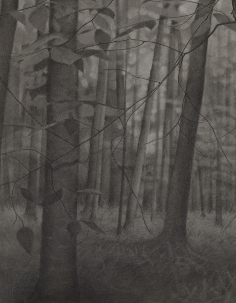 Within the Forest, gray photorealist graphite landscape drawing, 2018 - Art by Mary Reilly