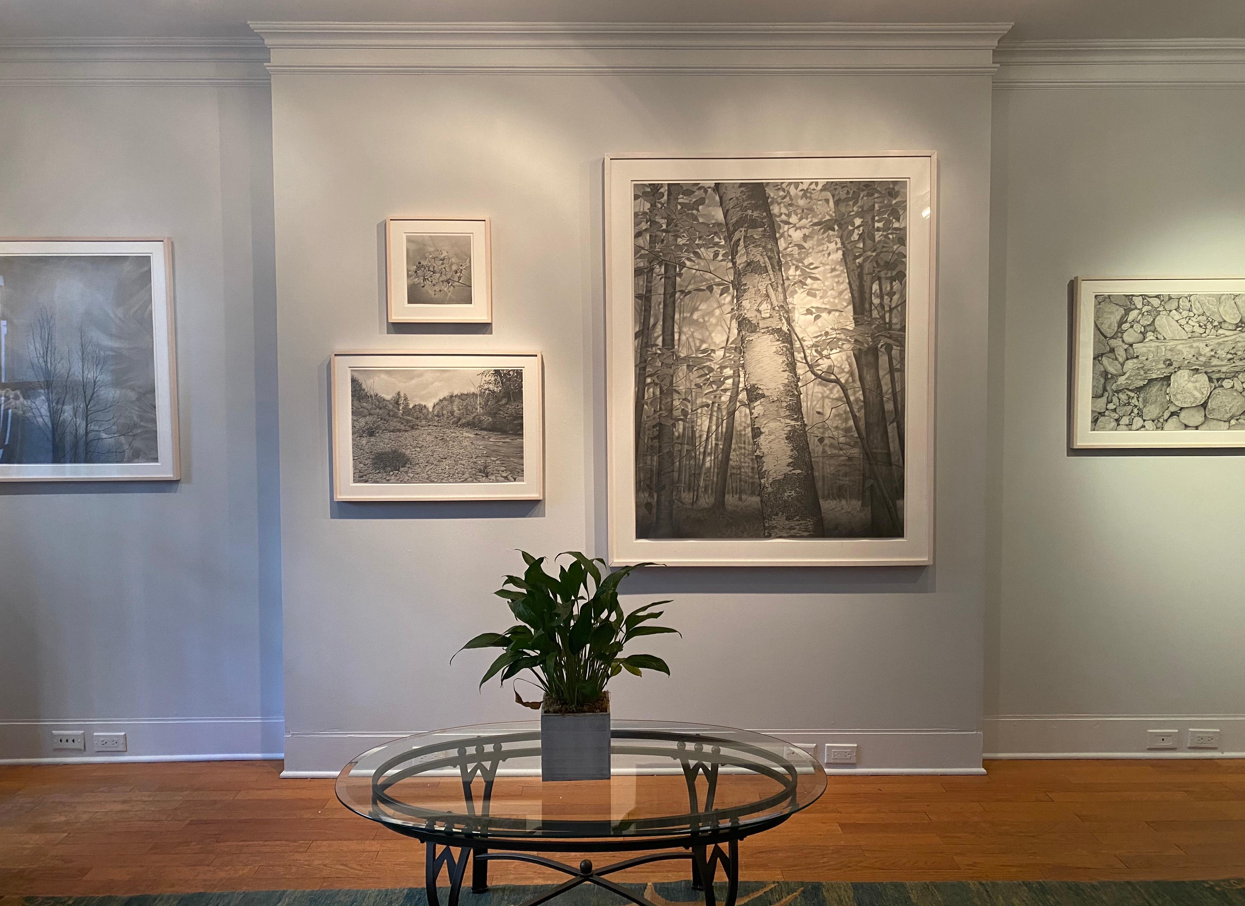 Within the Forest, gray photorealist graphite landscape drawing, 2018 - Photorealist Art by Mary Reilly