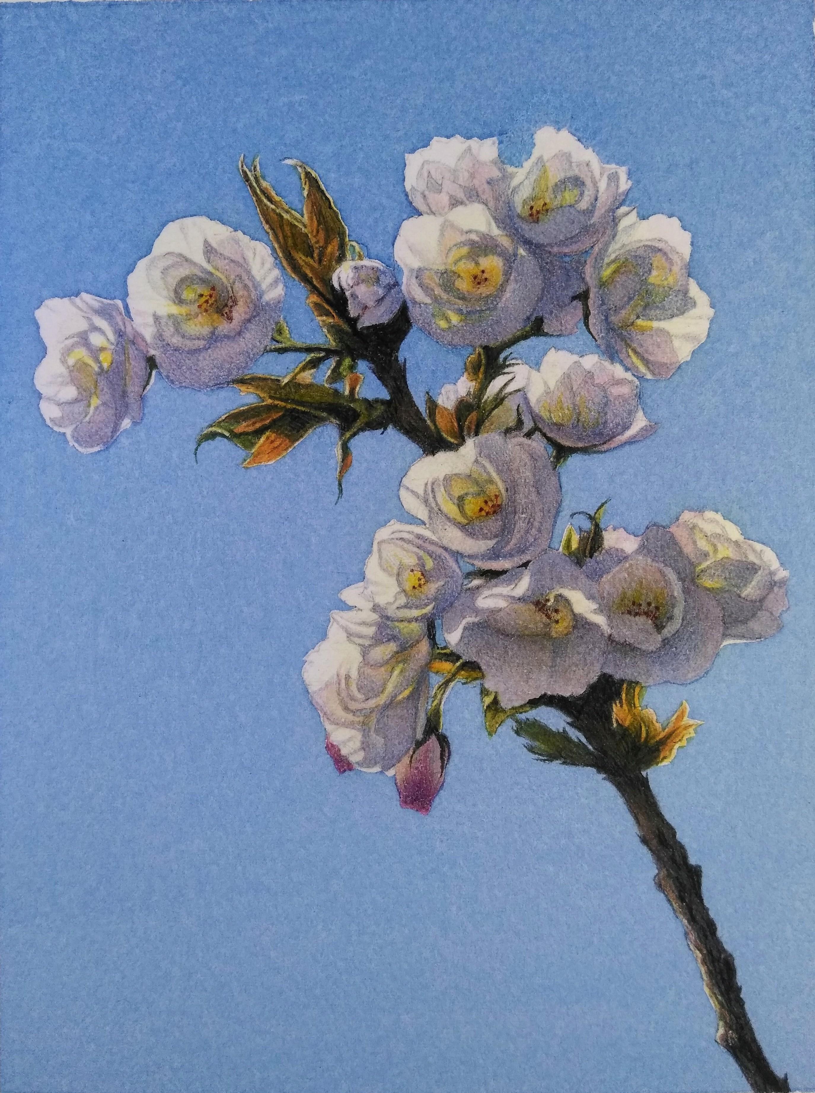 In his watercolor on paper, Cherry Blossom, Frederick Brosen renders the tender white bloom in minute detail. The result of careful observation, Brosen achieves clarity in his representation without losing its softness and delicacy. The manner in