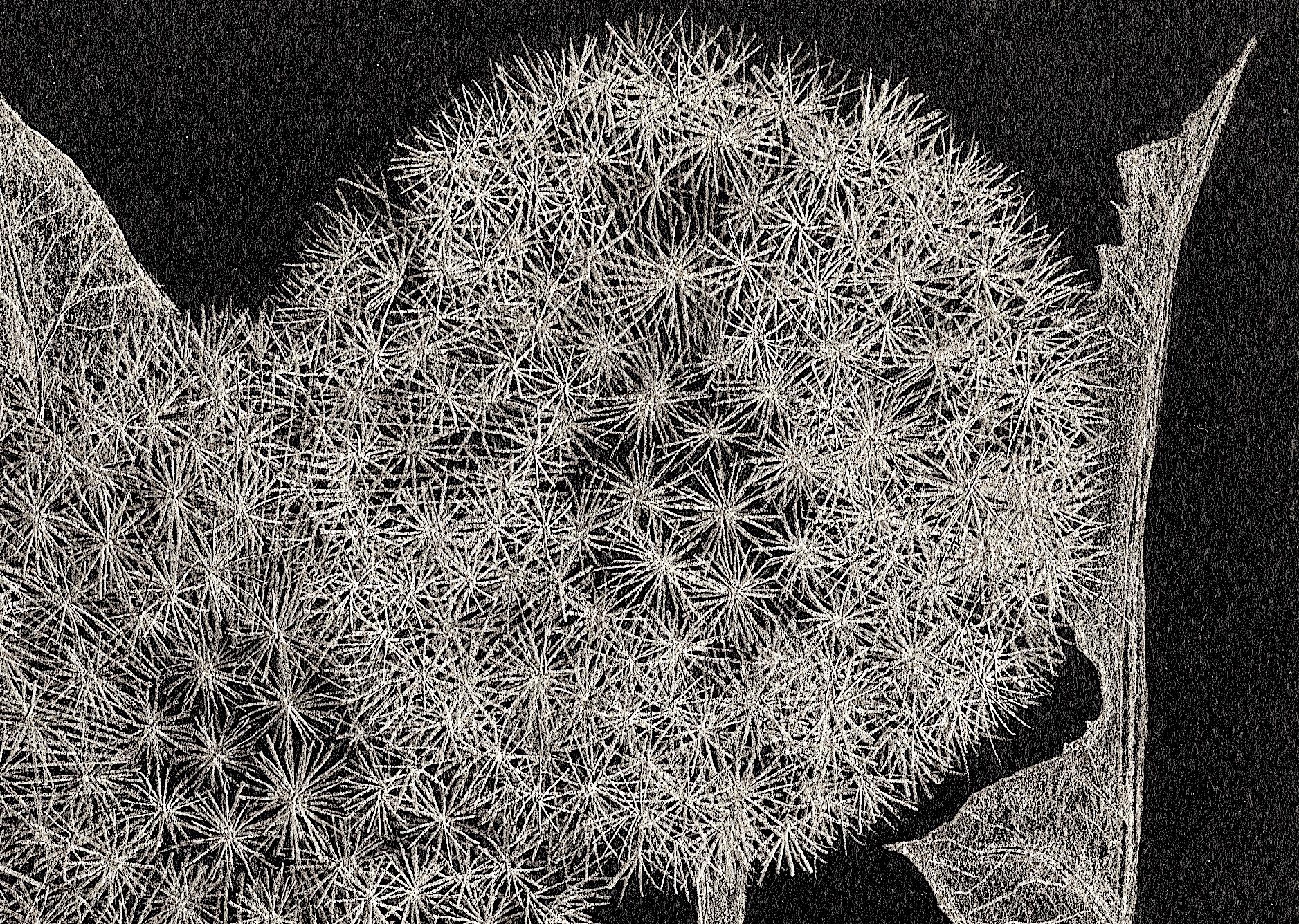 Margot Glass captures the lace-like delicacy of her subject in her graphite realist drawing on paper, 