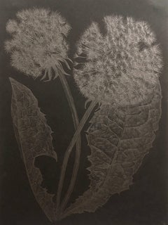 Margot Glass, Dandelion, realist graphite floral drawing on paper, 2018