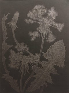 Margot Glass, Dandelion with Bud, realist graphite floral drawing on paper, 2018