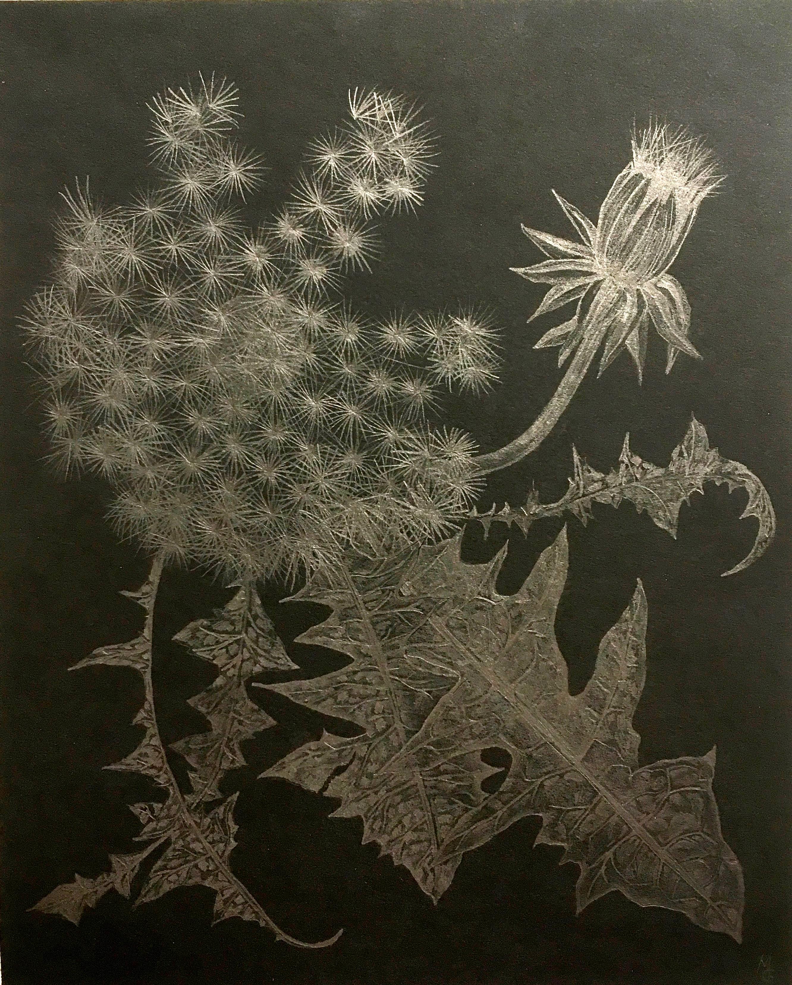 Margot Glass captures the lace-like delicacy of her subject in her graphite realist drawing on paper, "Dandelion with Bud," 2018. This intimate study of the puffy flower endows the fragility of its seeds with a sense of permanence. 

Provenance: