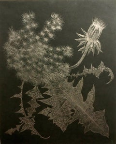 Margot Glass, Dandelion with Bud, realist graphite floral drawing on paper, 2018