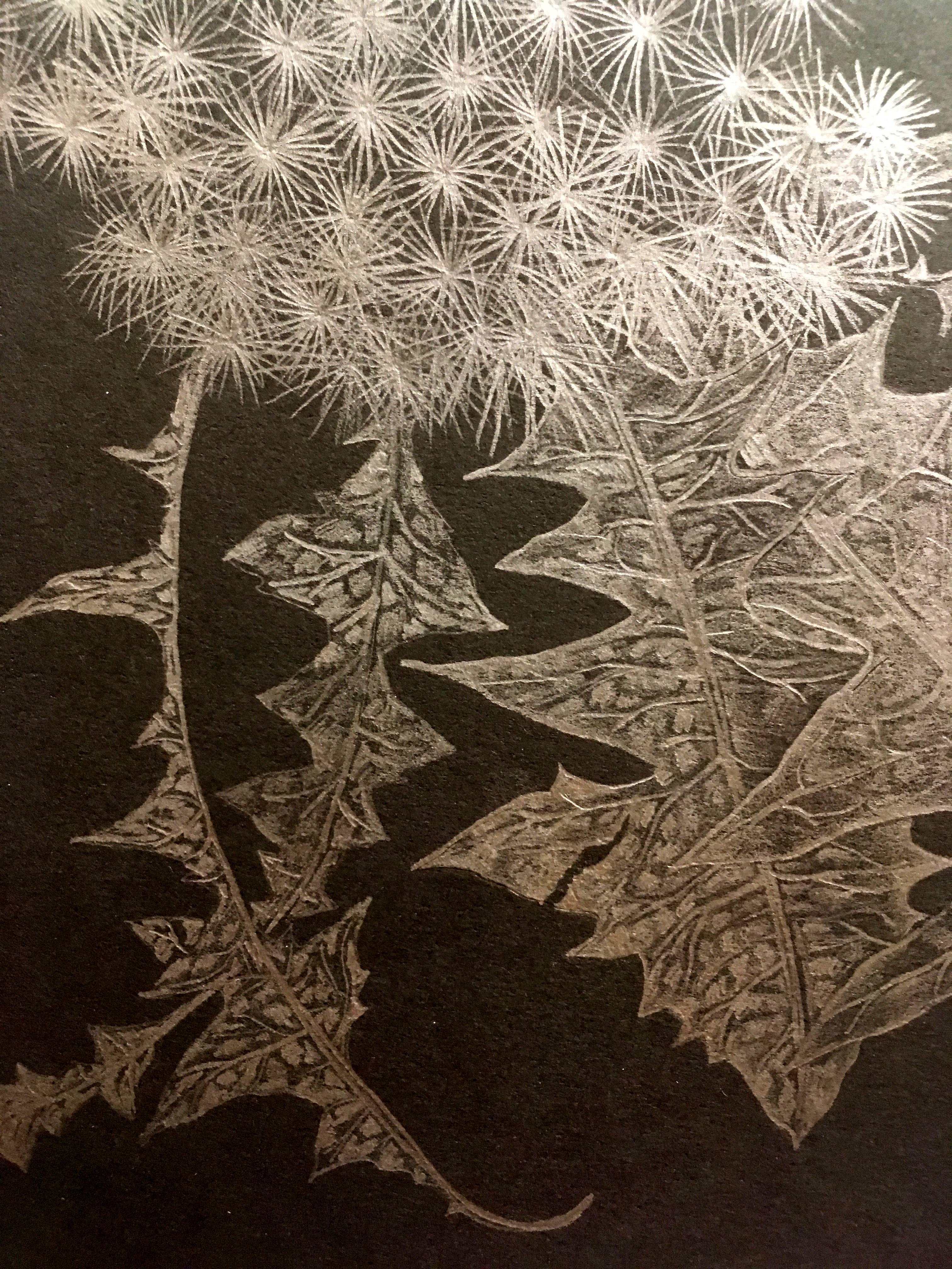 Margot Glass, Dandelion with Bud, realist graphite floral drawing on paper, 2018 2