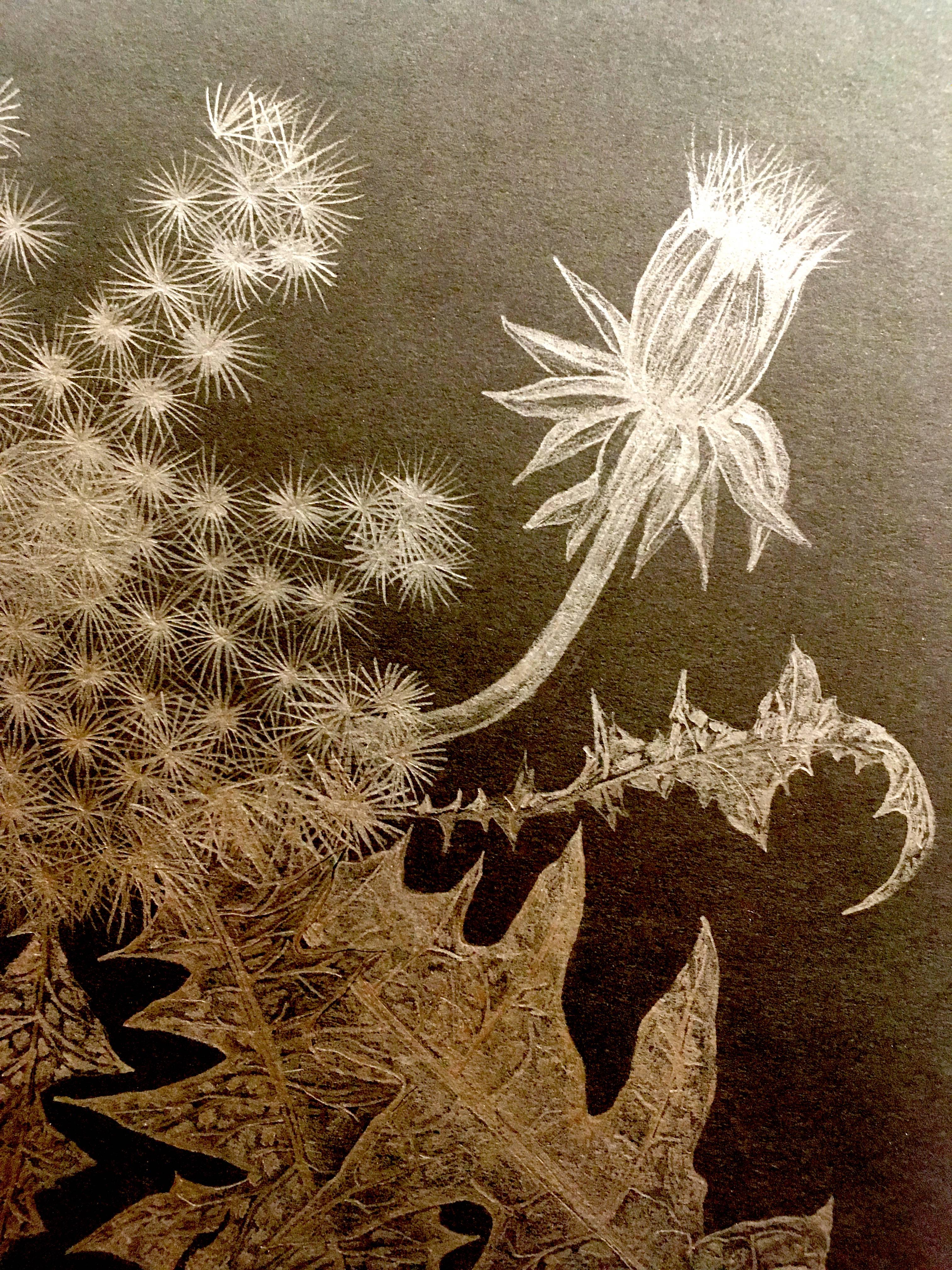 Margot Glass, Dandelion with Bud, realist graphite floral drawing on paper, 2018 3