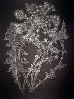 Margot Glass, Dandelion with Buds, graphite on paper realist still life drawing