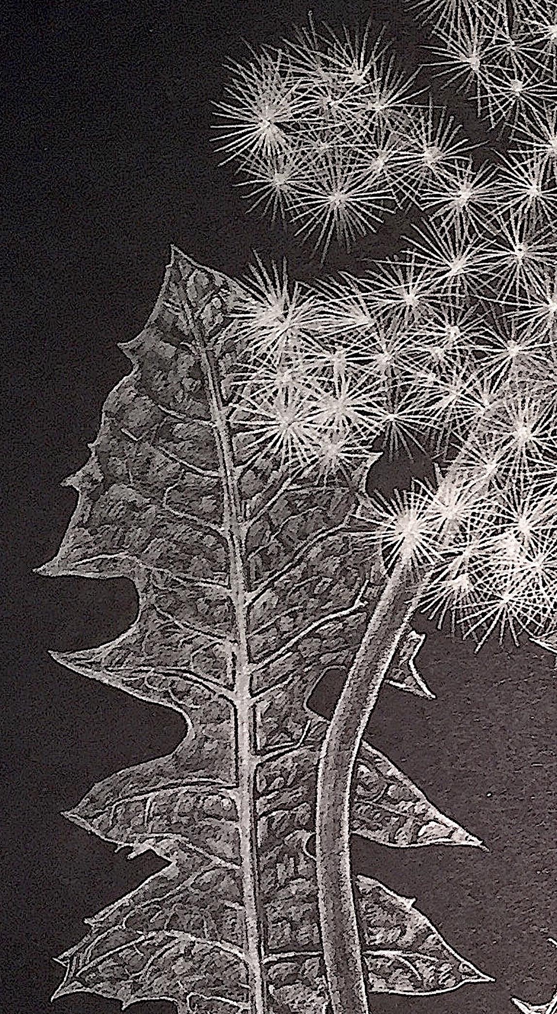 Margot Glass, Dandelion with Buds, graphite on paper realist still life drawing 1