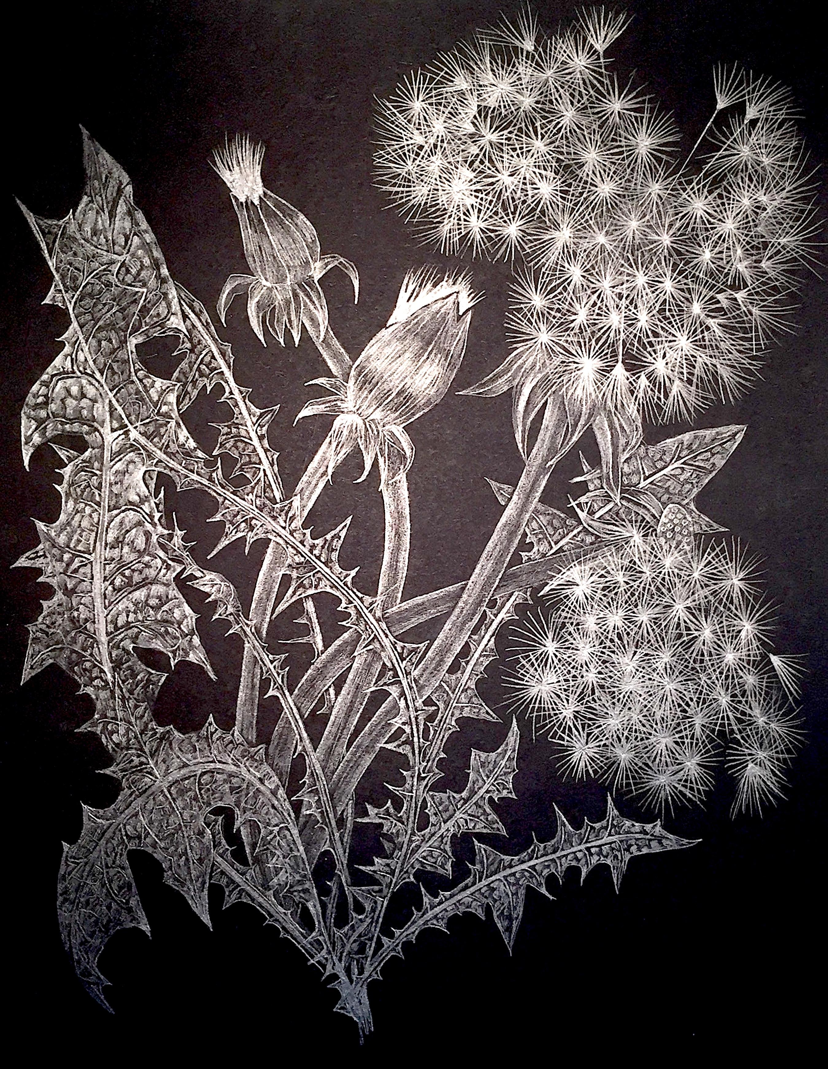 dandelion scratch art