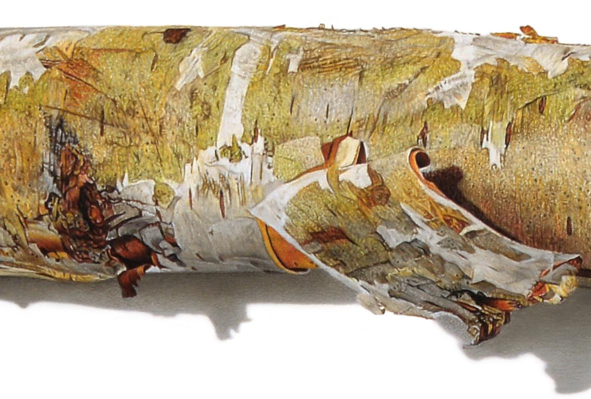Série Firewood n° 3, nature morte hyperréaliste, dessin au crayon en couleur - Marron Still-Life par David Morrison