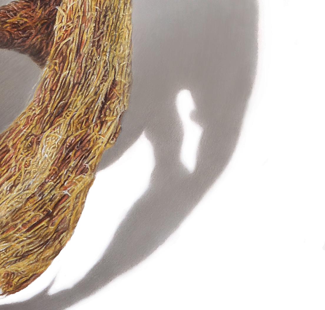 David Morrison, Paper Wasp Serie Nr. 2, hyperrealistische Bleistiftzeichnung im Angebot 4