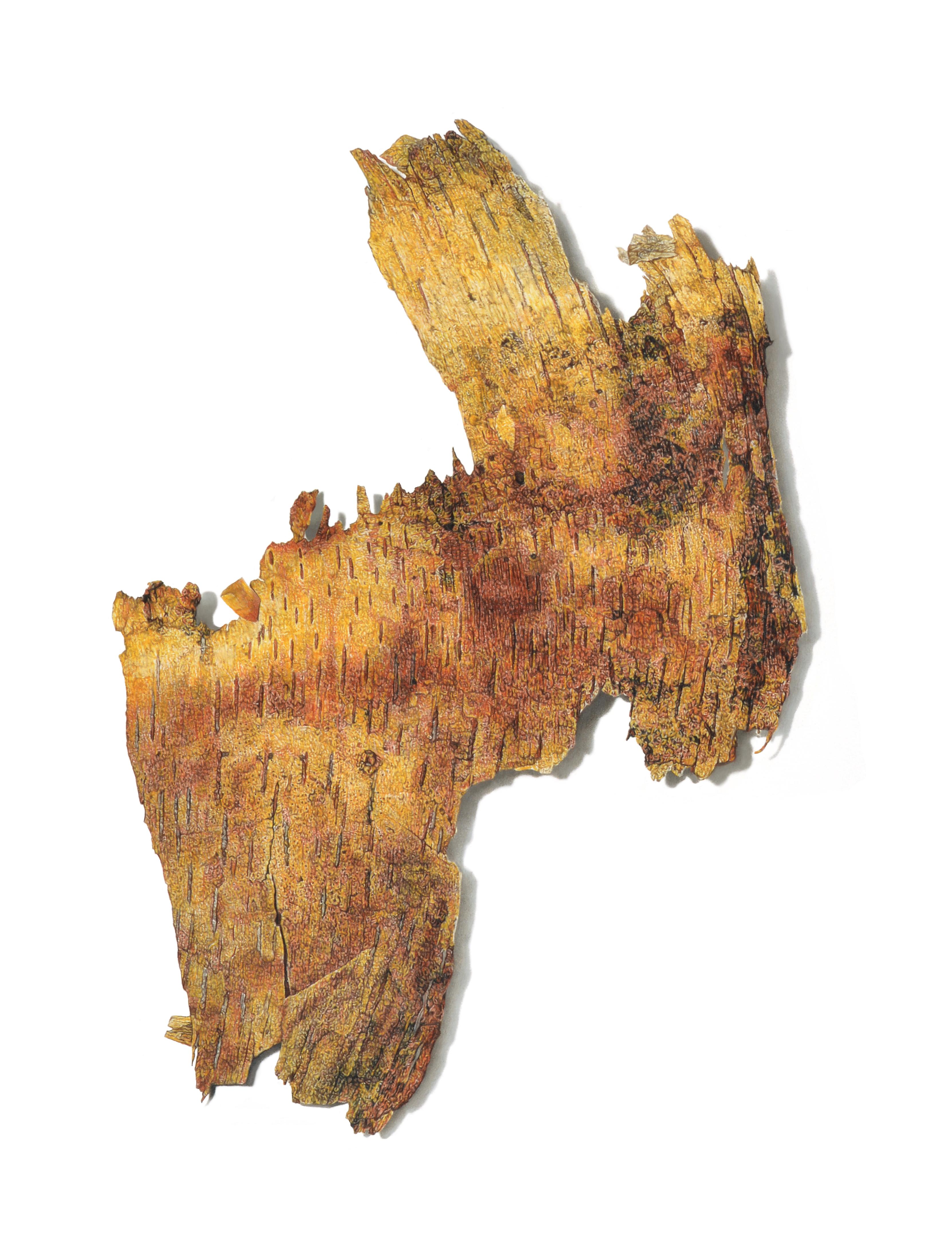 David Morrison Still-Life – Birkenholzfragment Nr. 2, fotorealistische farbige Bleistiftzeichnung der Natur