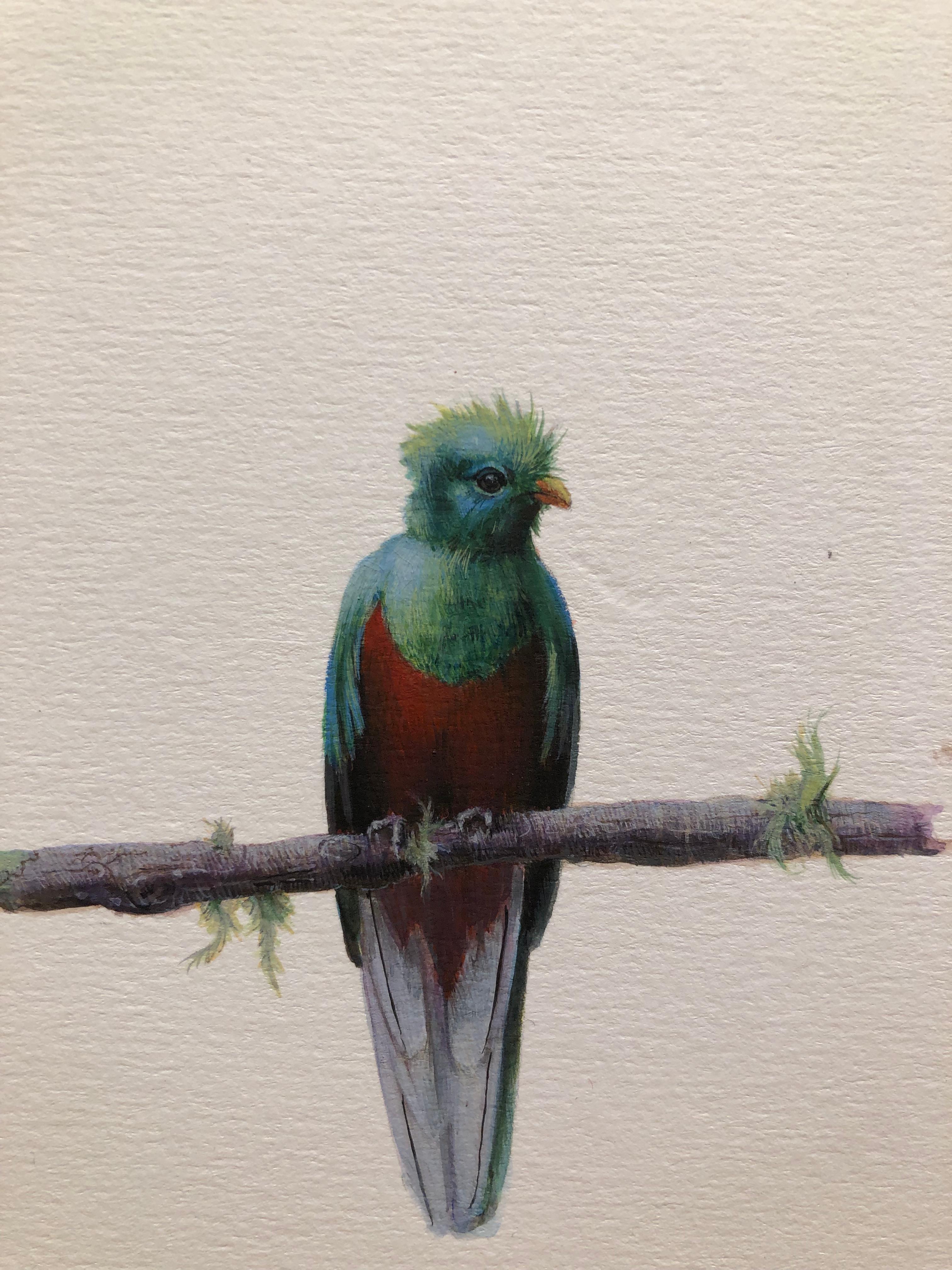 quetzal watercolor