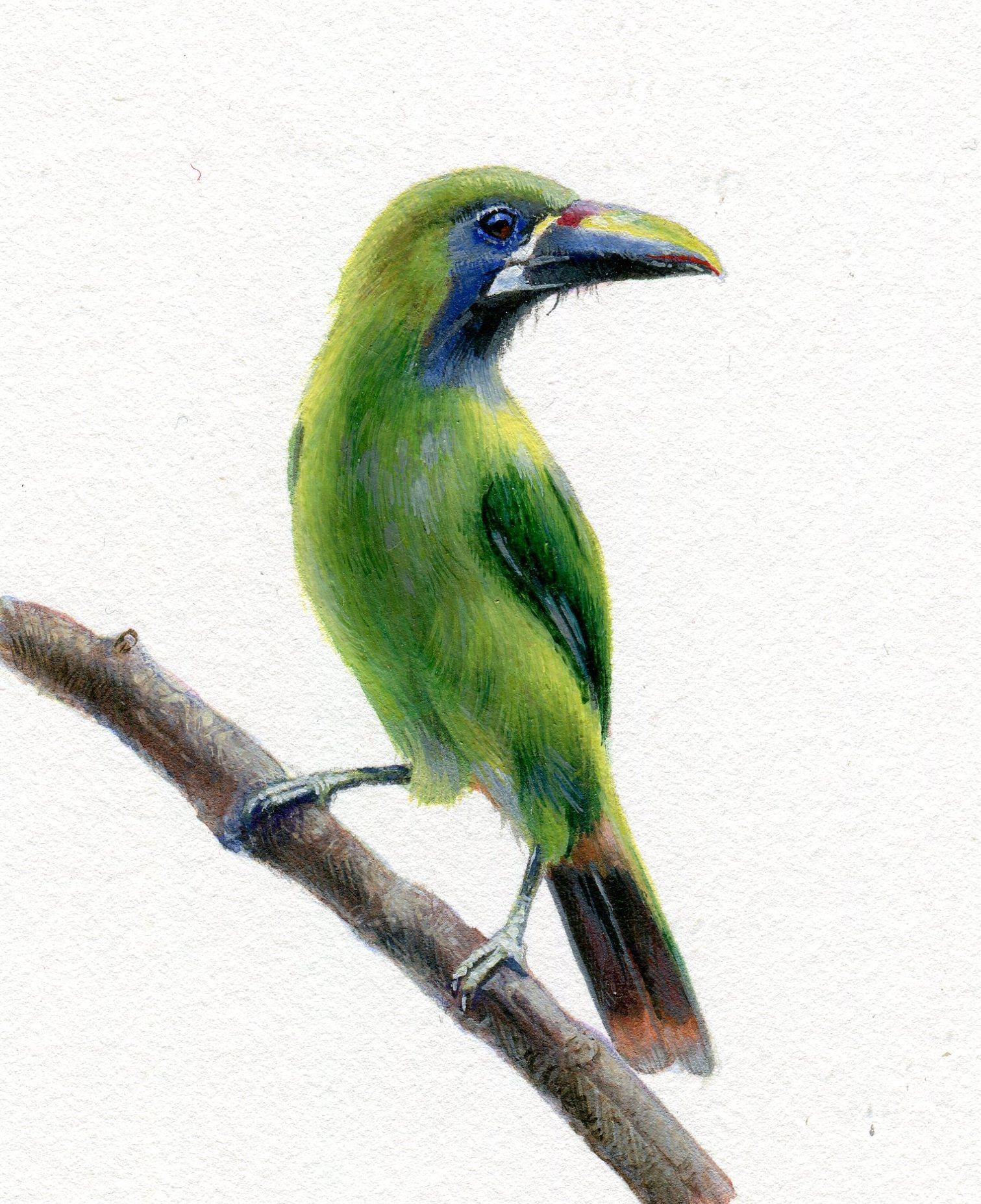Dina Brodsky, Oiseau vert, miniature d'animal réaliste à la gouache sur papier, 2018