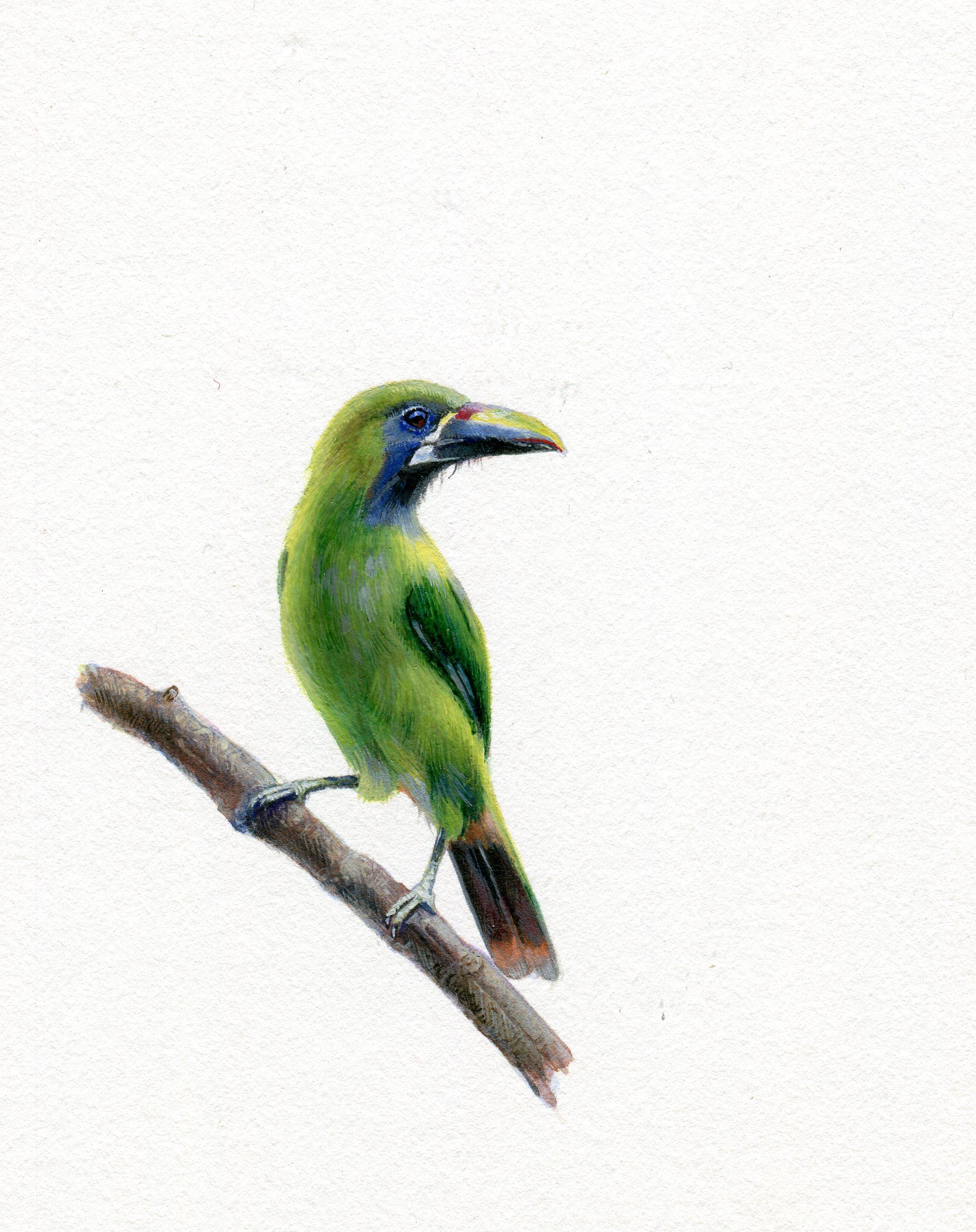 Dina Brodsky, Grüner Vogel, realistische Gouache auf Papier Tierminiatur, 2018 im Angebot 1