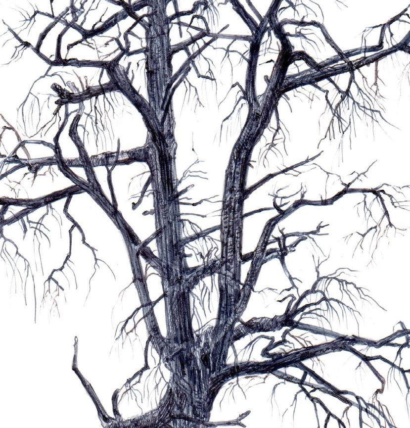 Dina Brodsky, Baum Nr. 103, 15. Juni 2016, Landschaftszeichnung mit Tinte auf Papier im Angebot 2